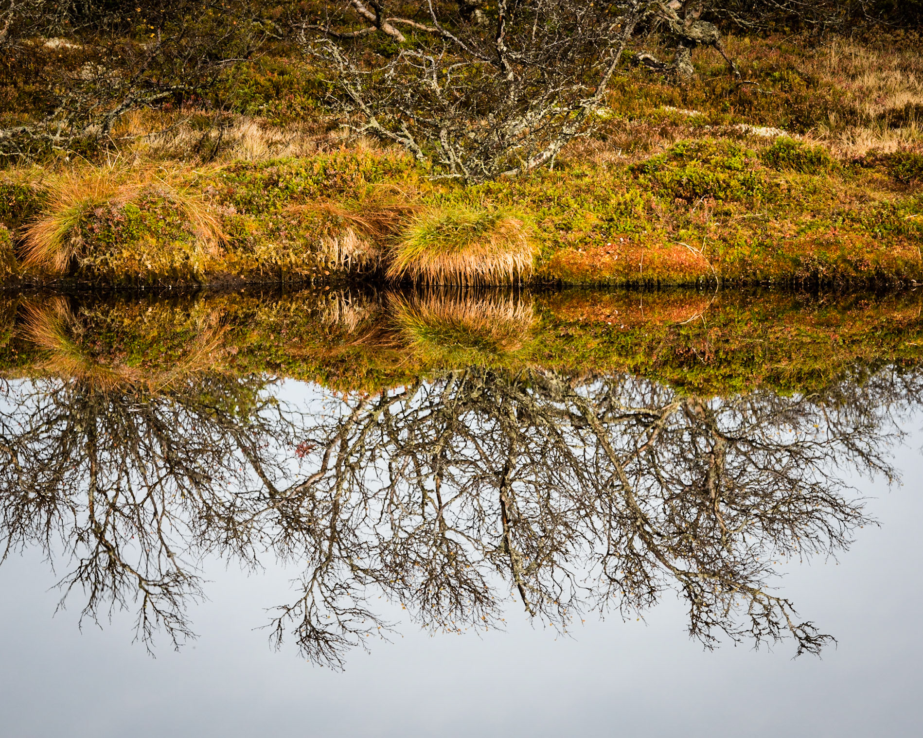 Tree by mirror lake 2