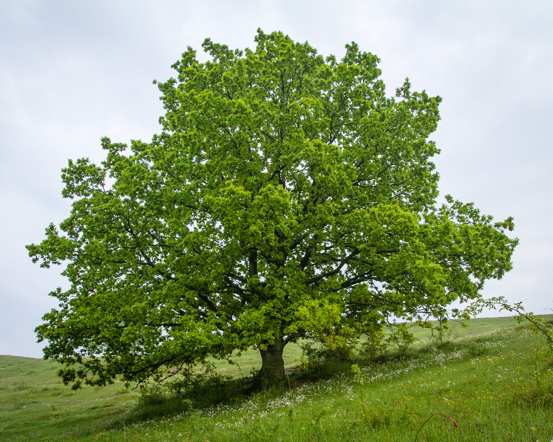 Another tree in slope