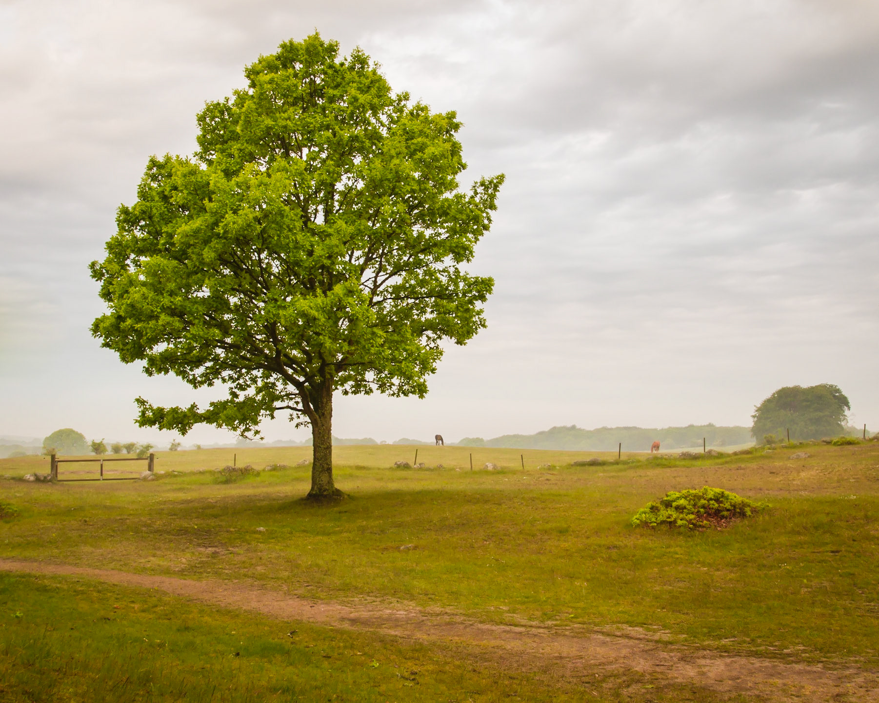 Horses and Tree