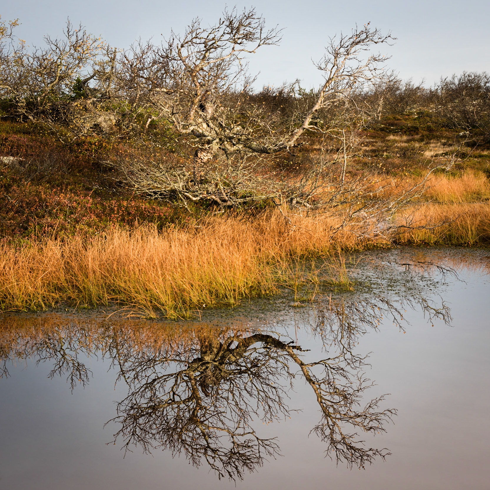 Old tree by mirror lake