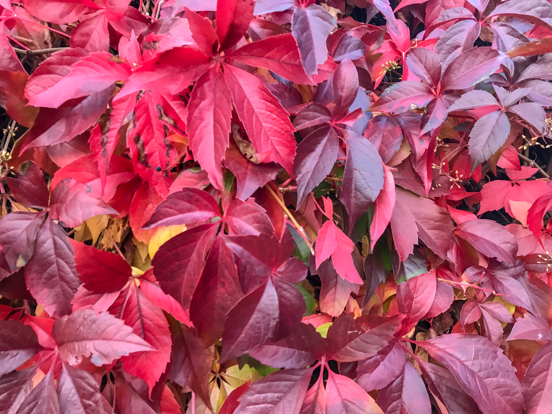 Oct 3rd - Autumnal colours