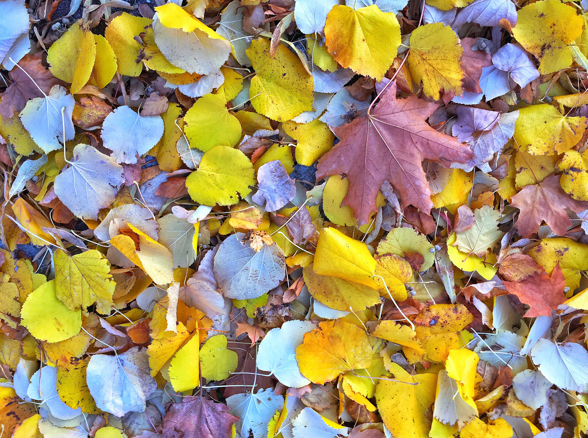 Oct 26th - Autumnal shades