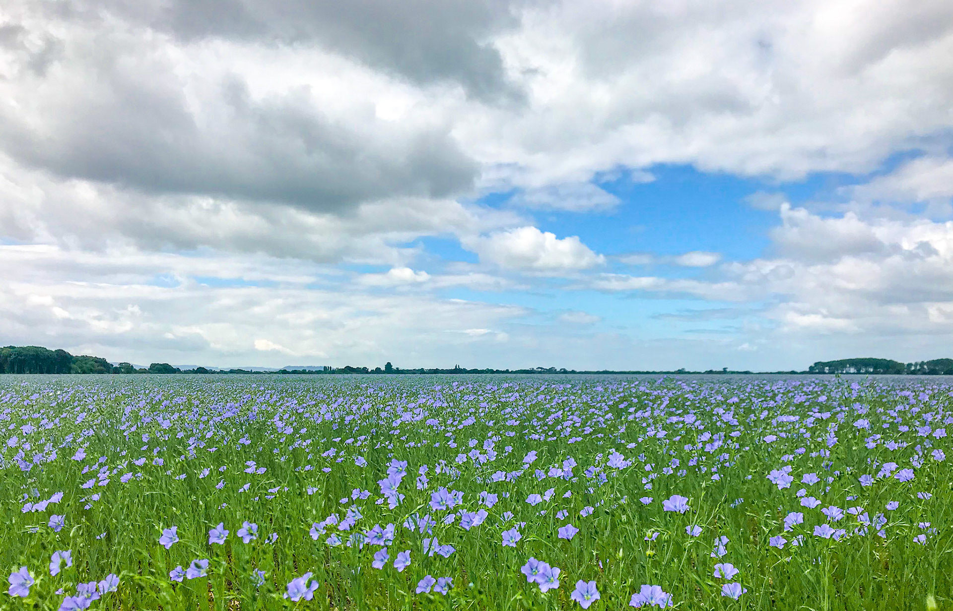 Jun 30th - Linseed flowers next to the shooting club