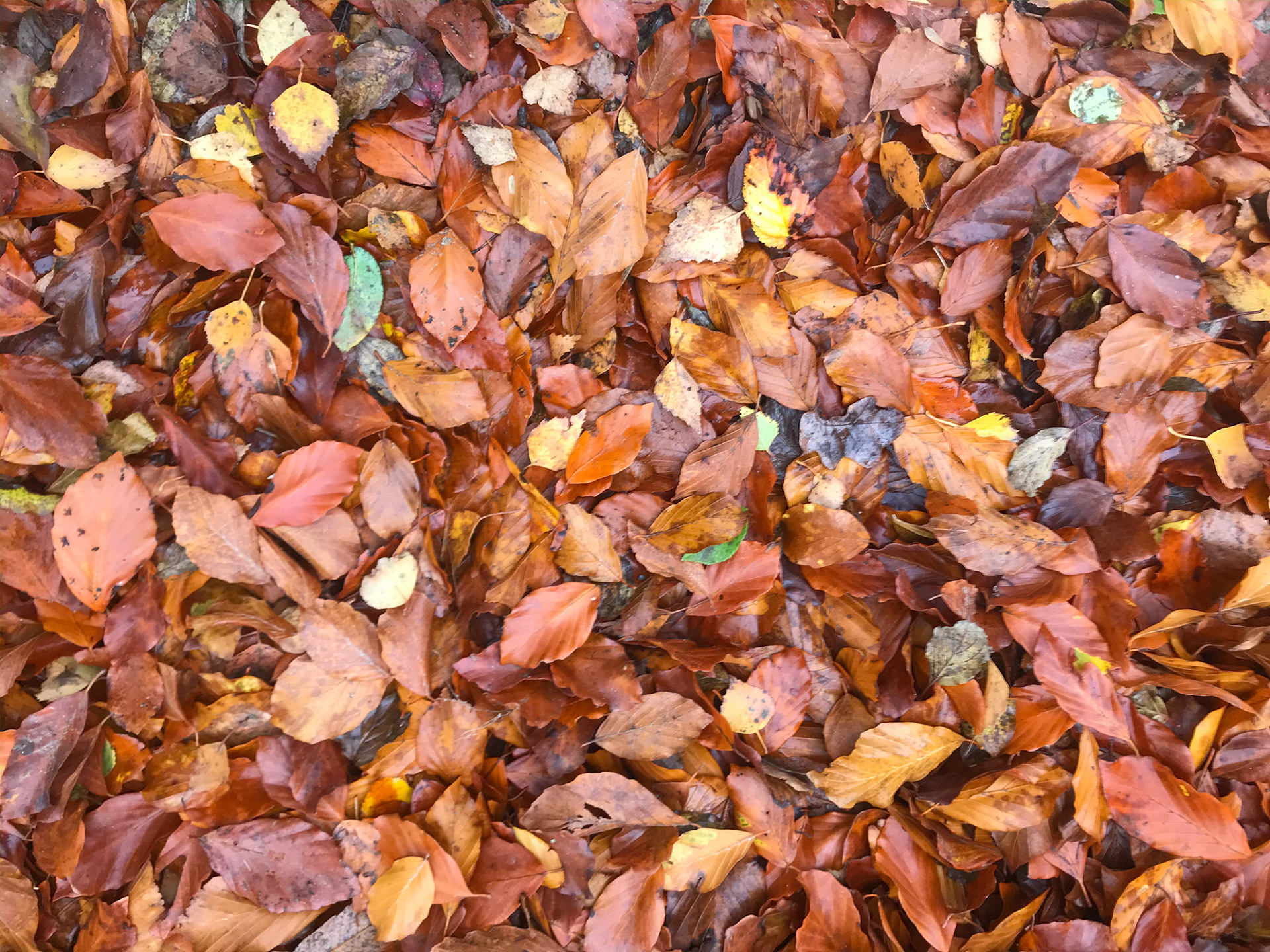 Nov 15th - Autumnal leaves