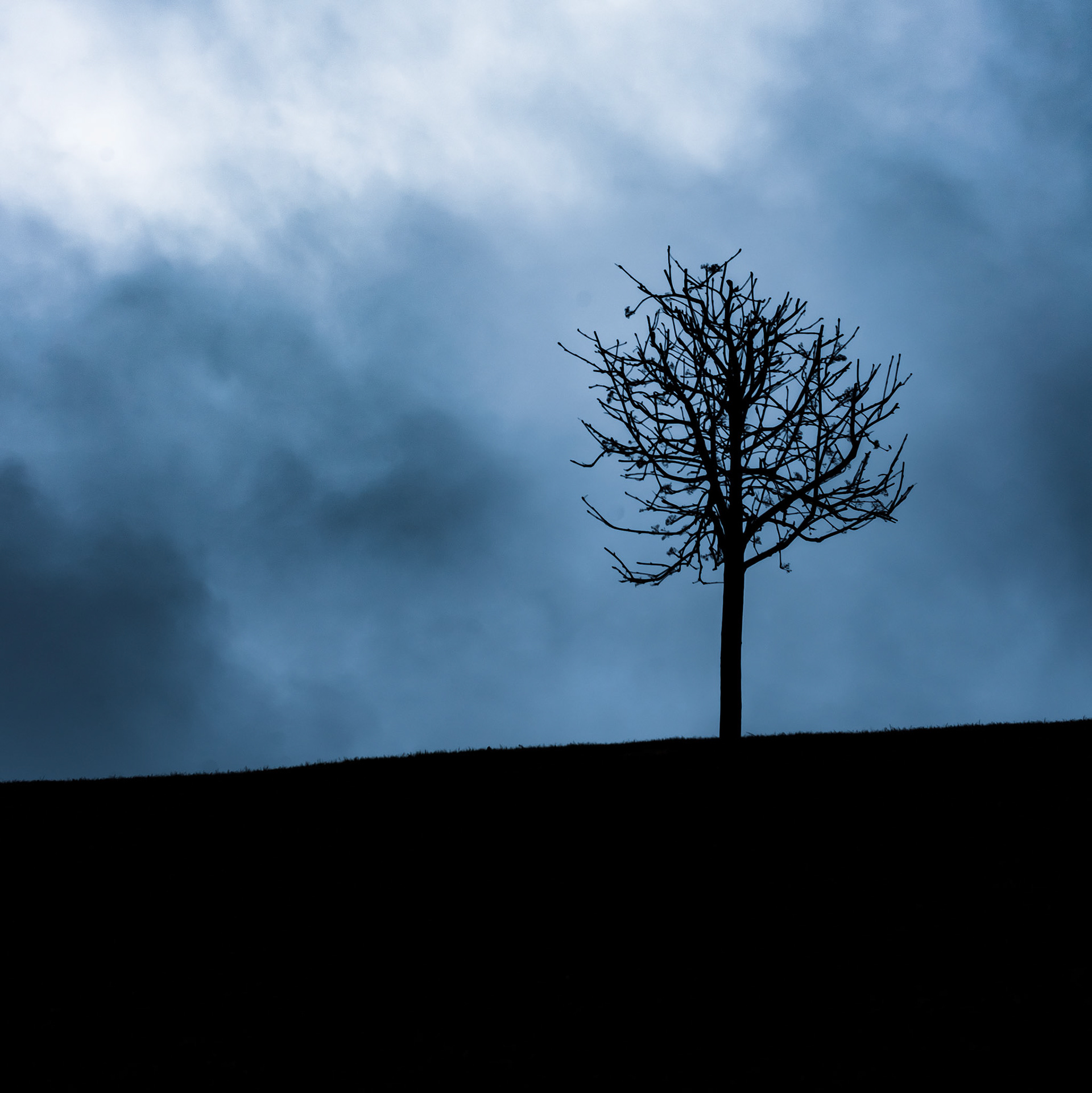 Dead tree - © Eirik Jeistad