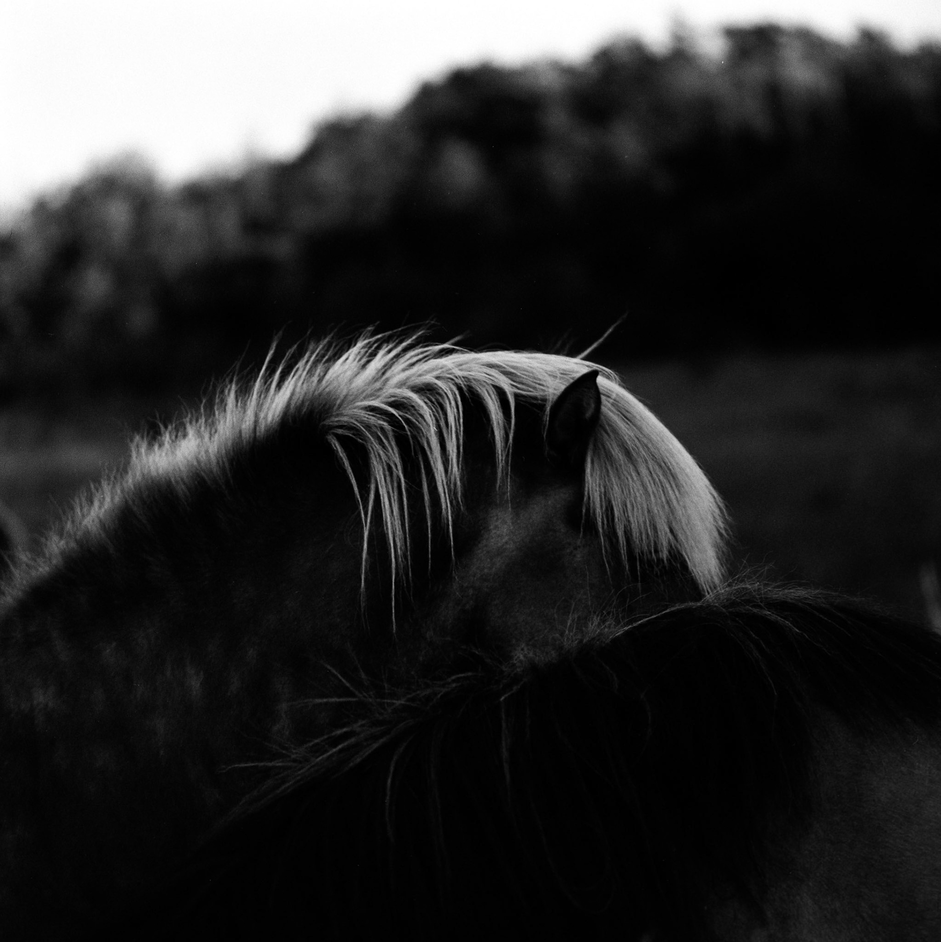 Love between horses - Hasselblad - © Eirik Jeistad