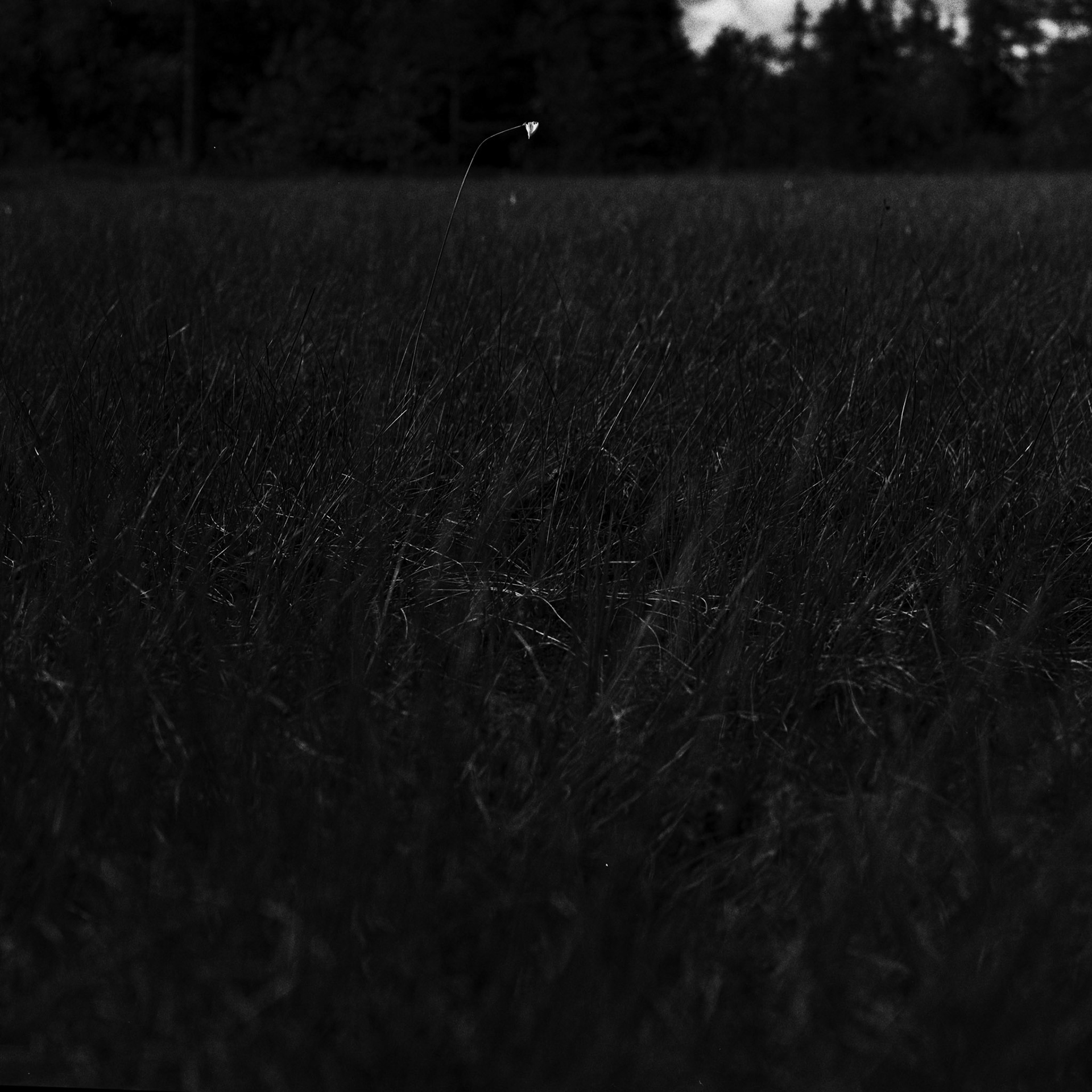 Superior - Hasselblad - © Eirik Jeistad