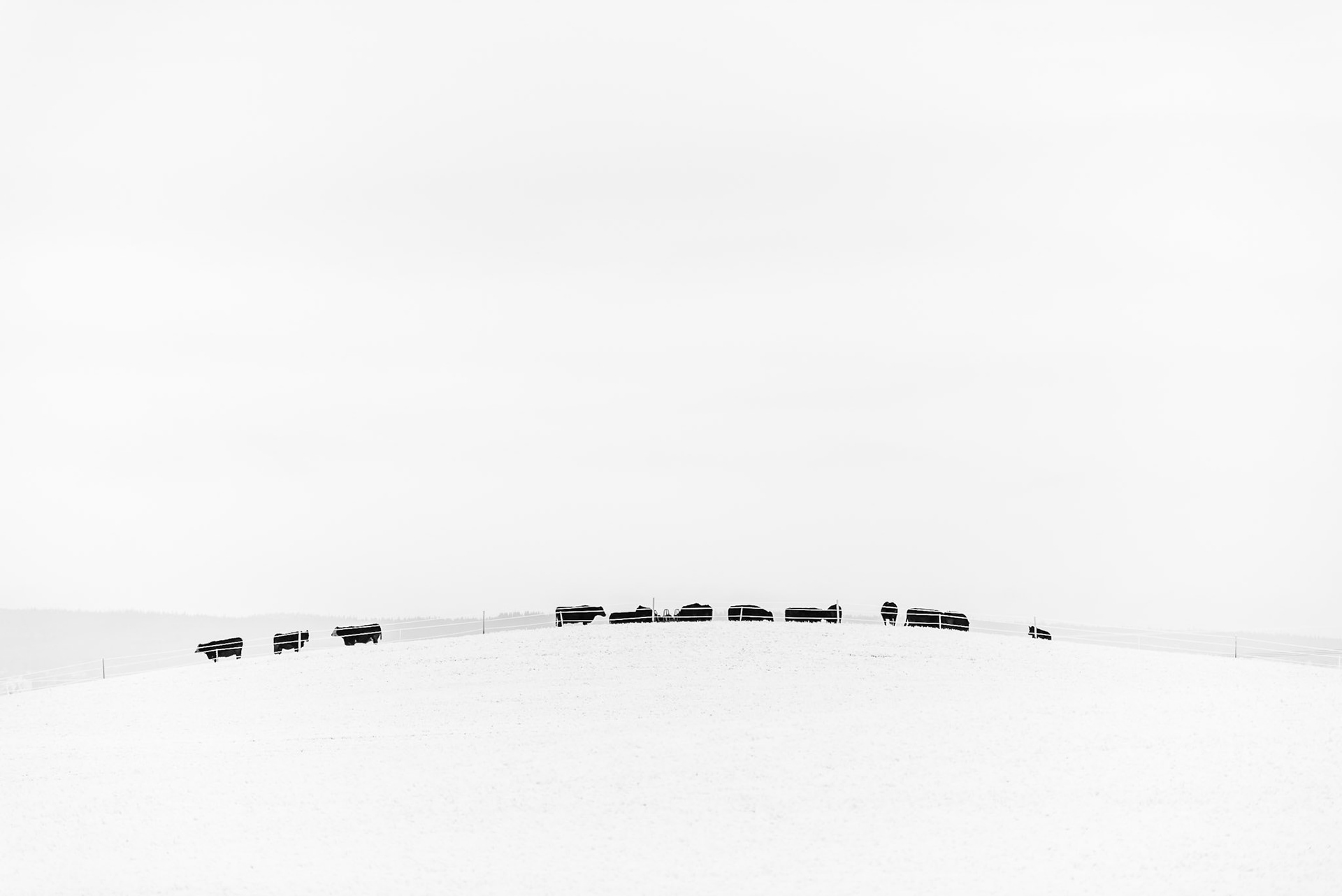 Cow and snow - © Eirik Jeistad