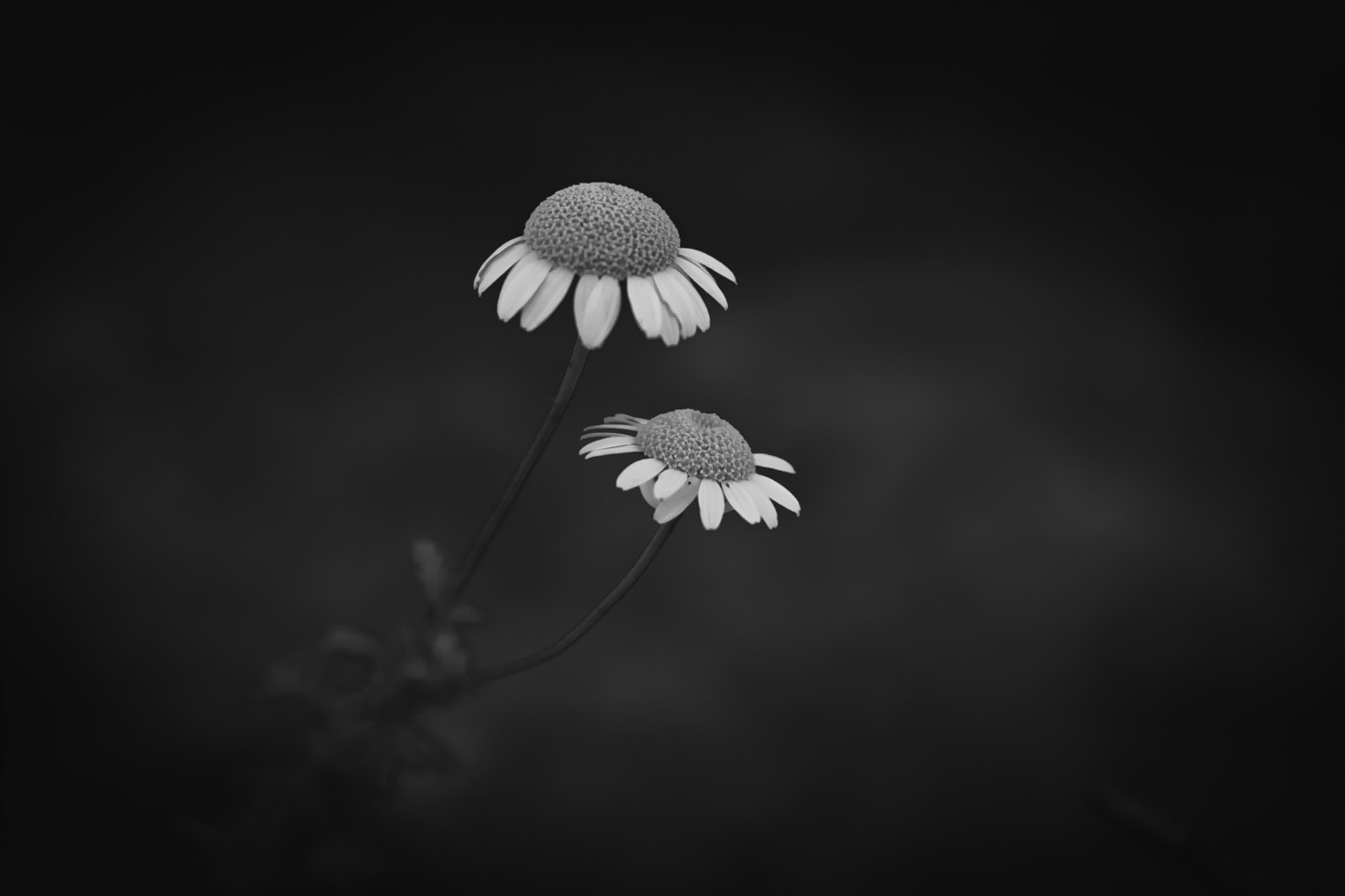 The two of us - © Eirik Jeistad