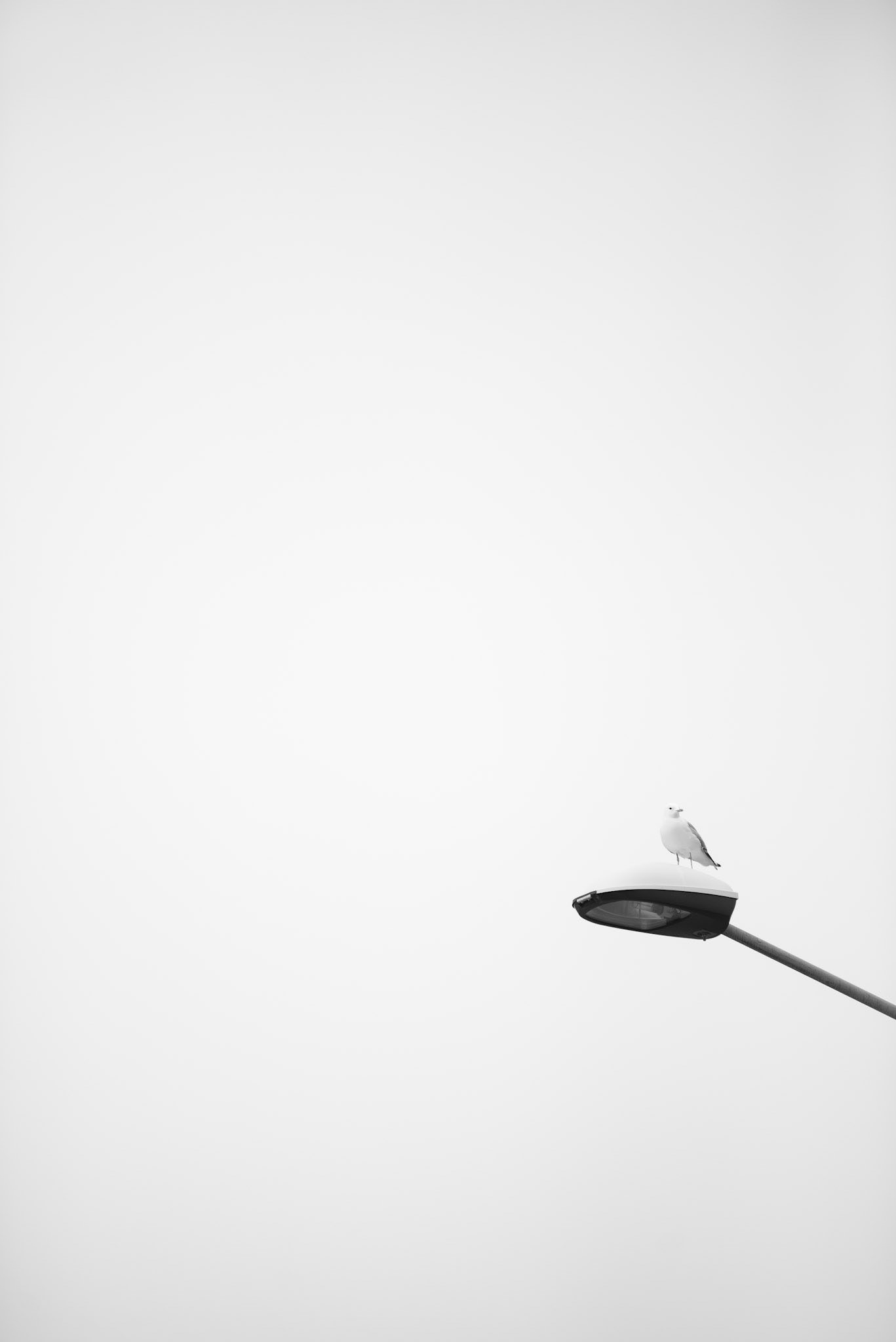 Birdspotting - © Eirik Jeistad