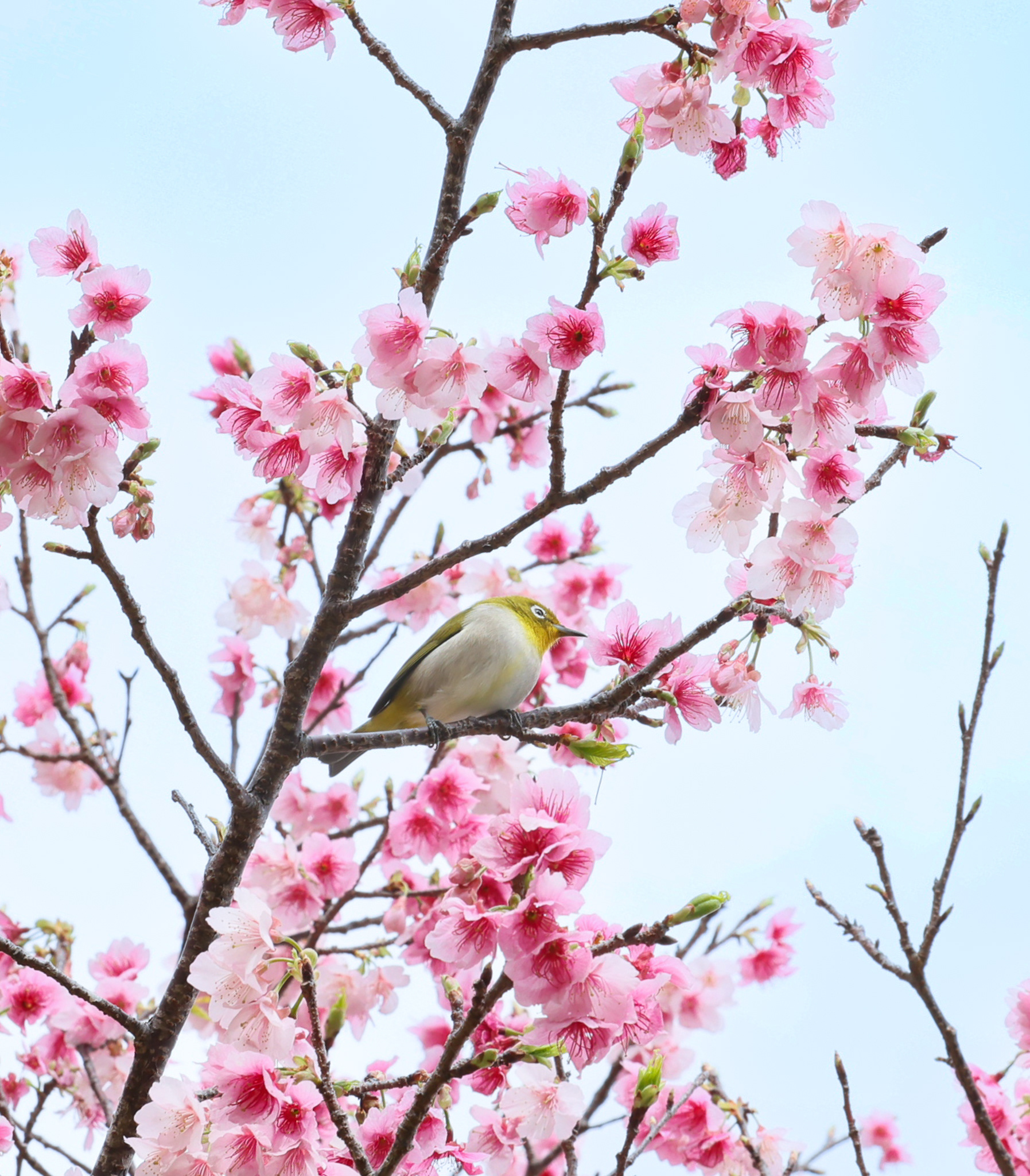 春