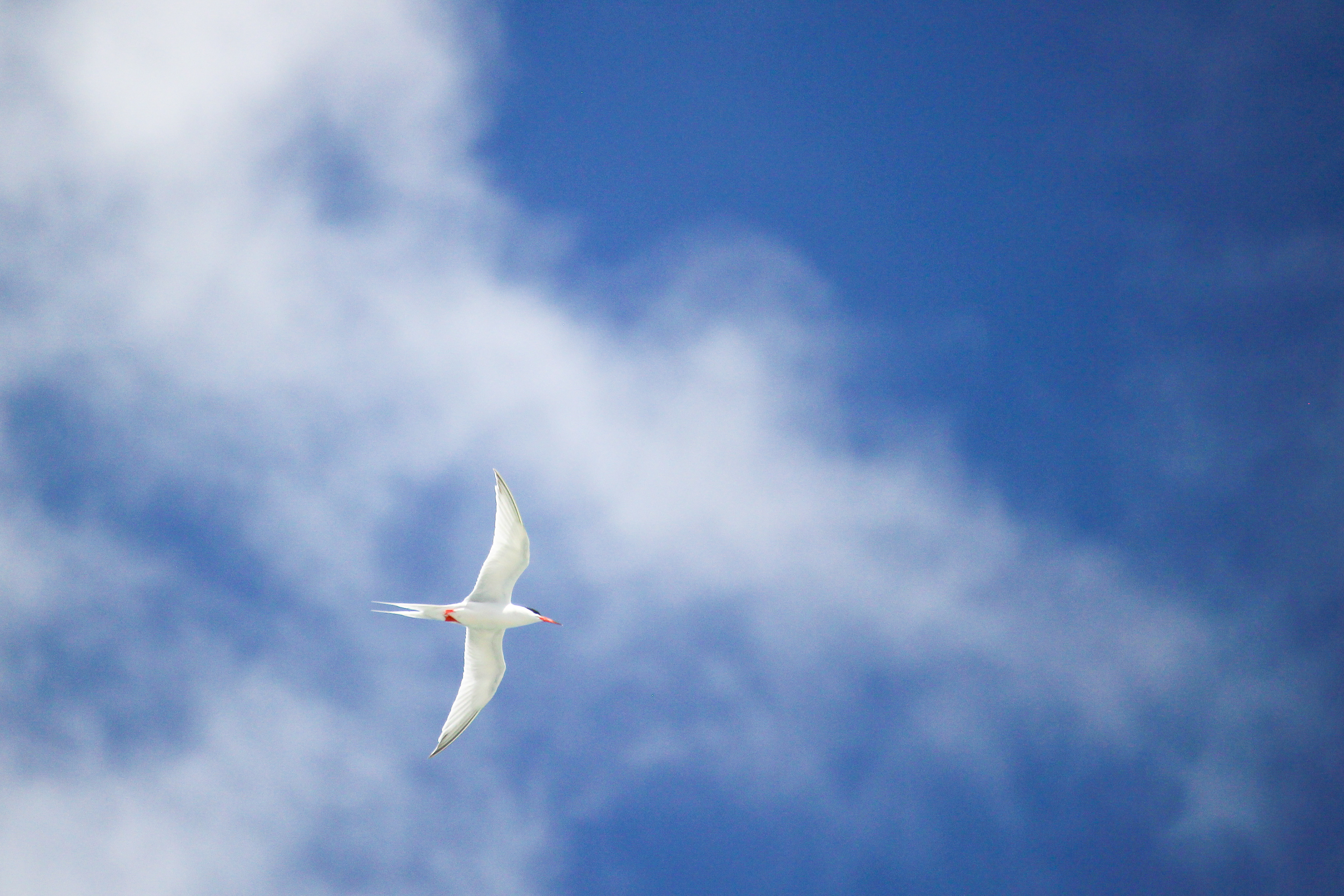 アジサシと夏の空