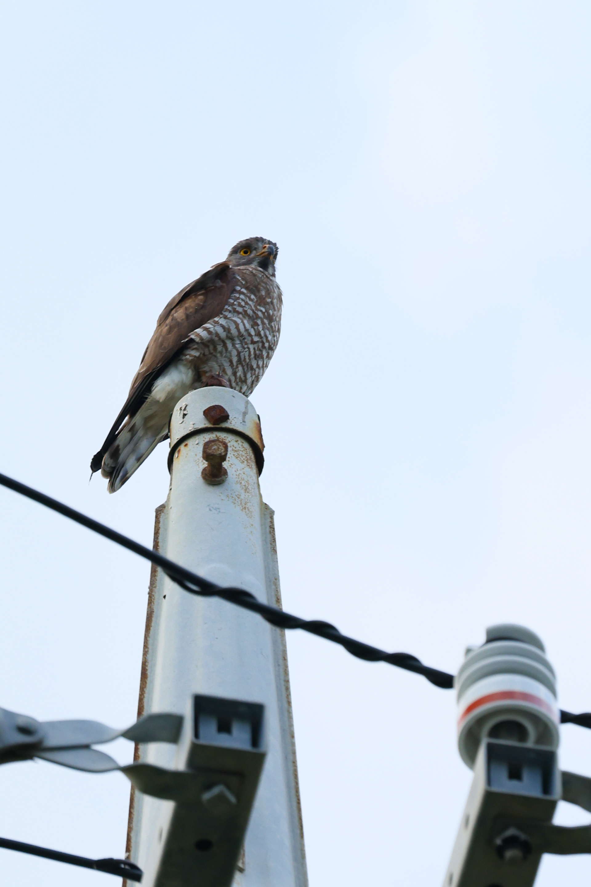 電柱のサシバ
