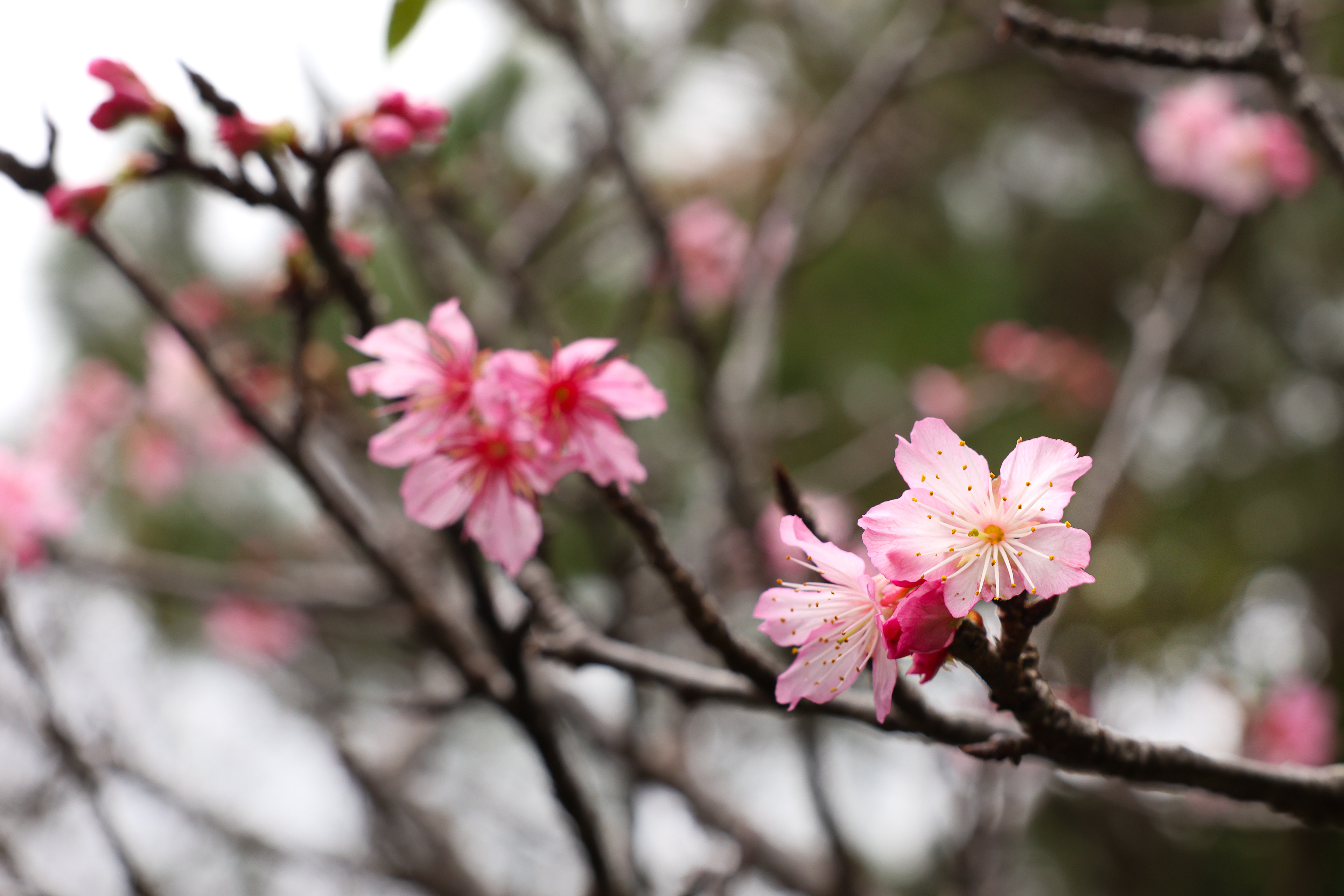 寒緋桜