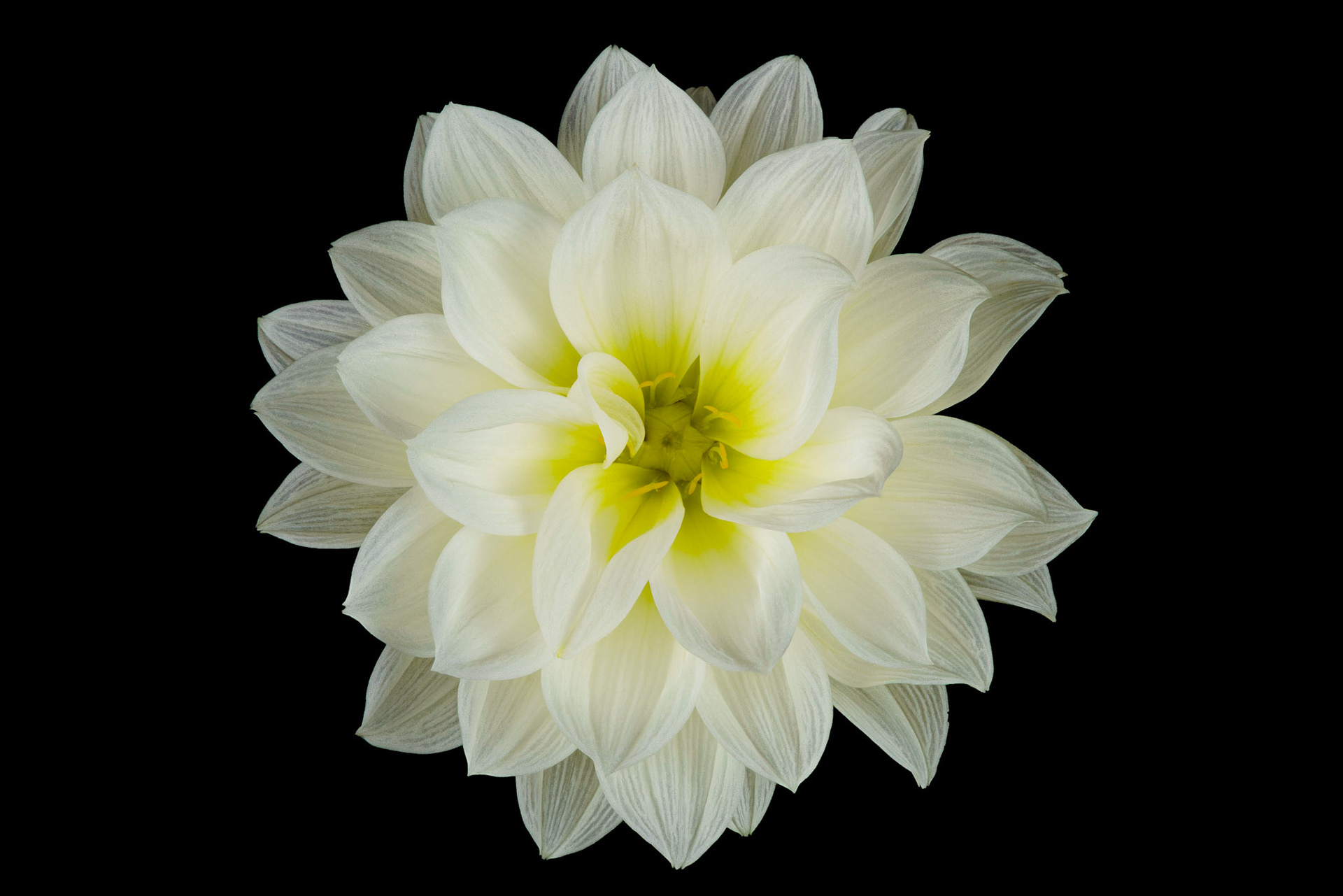 White Dahlia on Black Backround