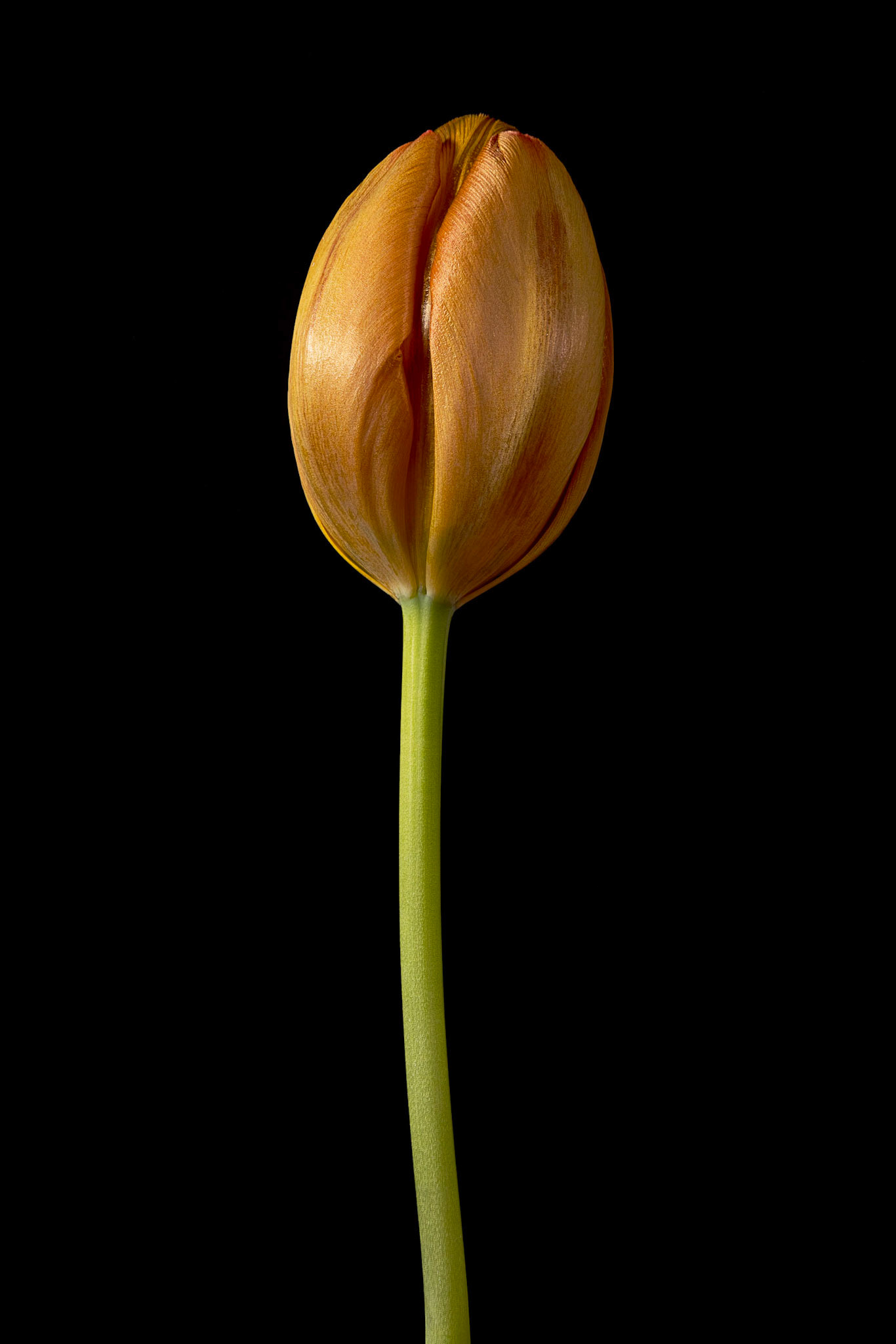 Orange tulip bud on black bacground