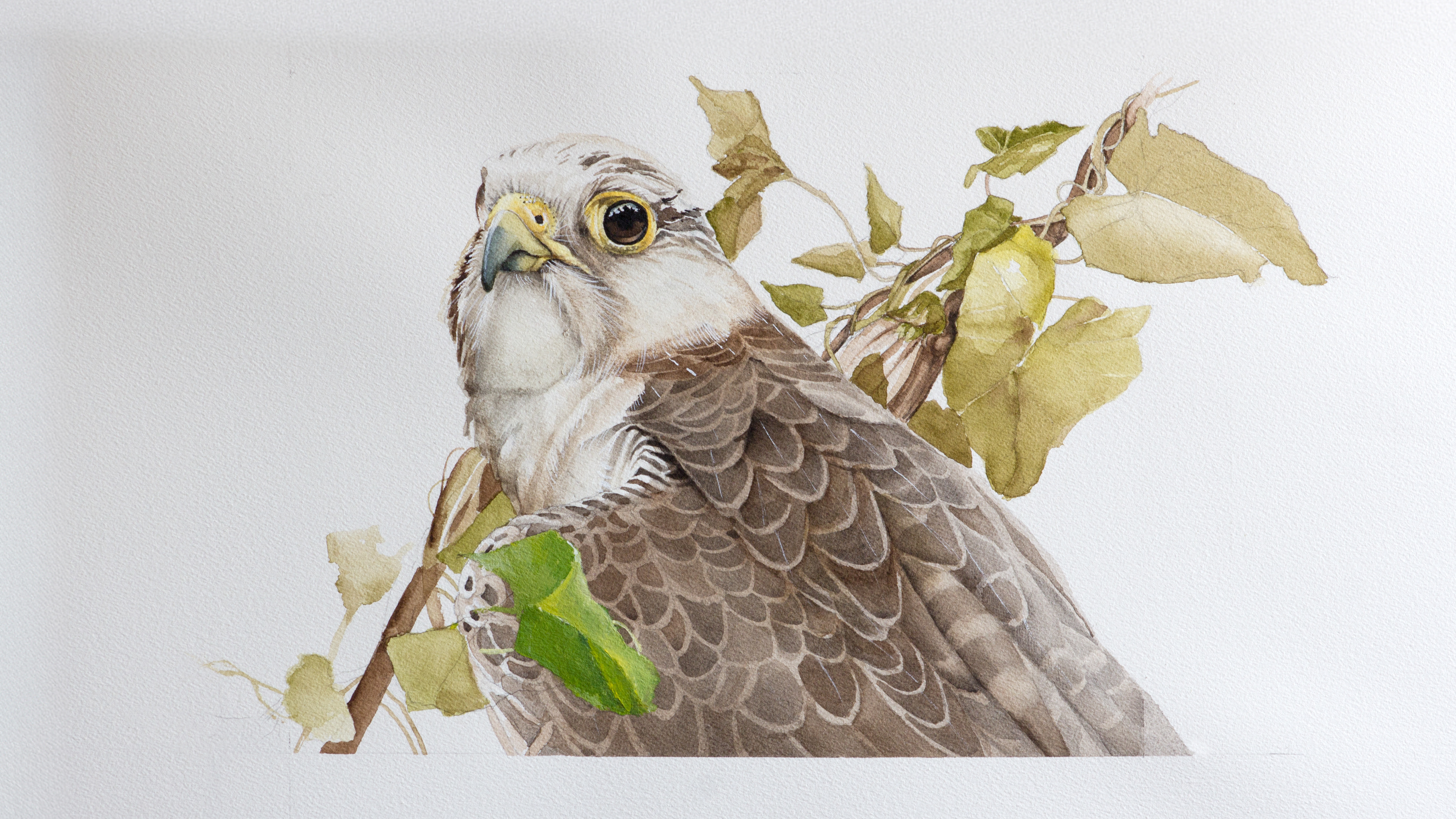 American Kestrel - swinson.ca