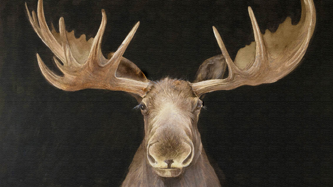 Moose - swinson.ca