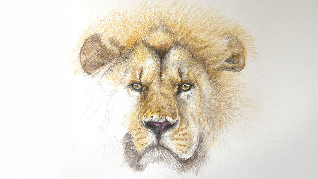 Lion - swinson.ca