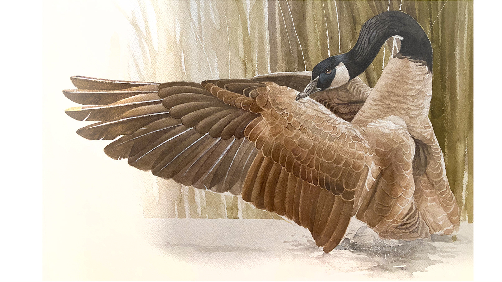 Canada Goose - swinson.ca