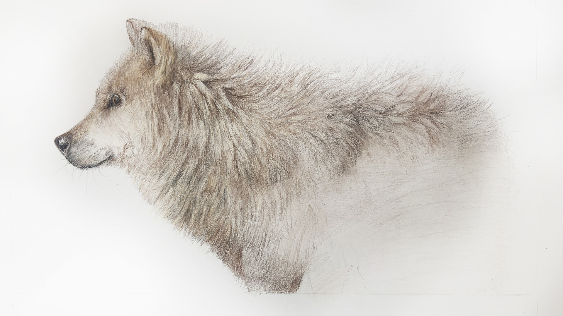 Wolf - swinson.ca