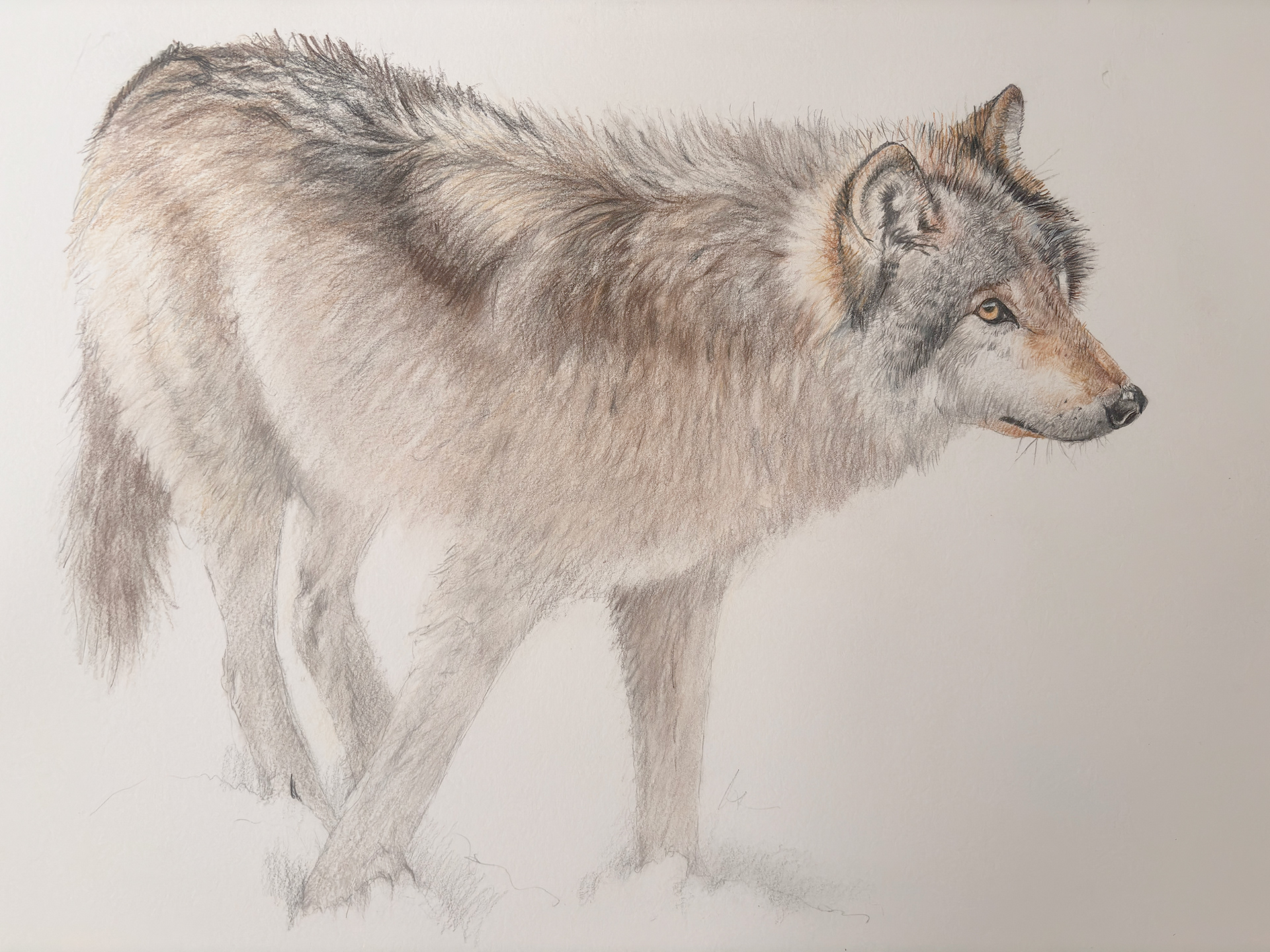 Wolf - swinson.ca