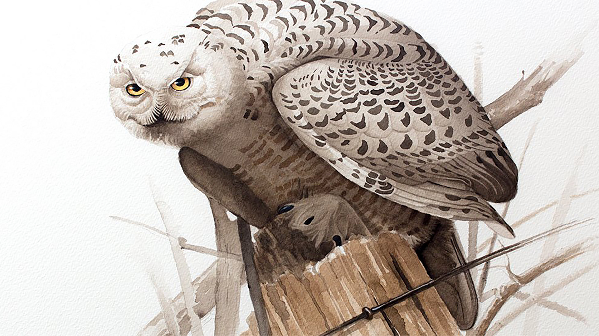 Snowy Owl - swinson.ca