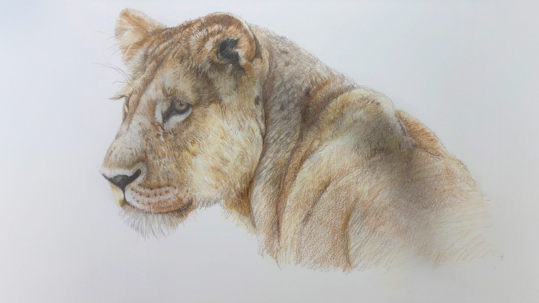 Lioness - swinson.ca