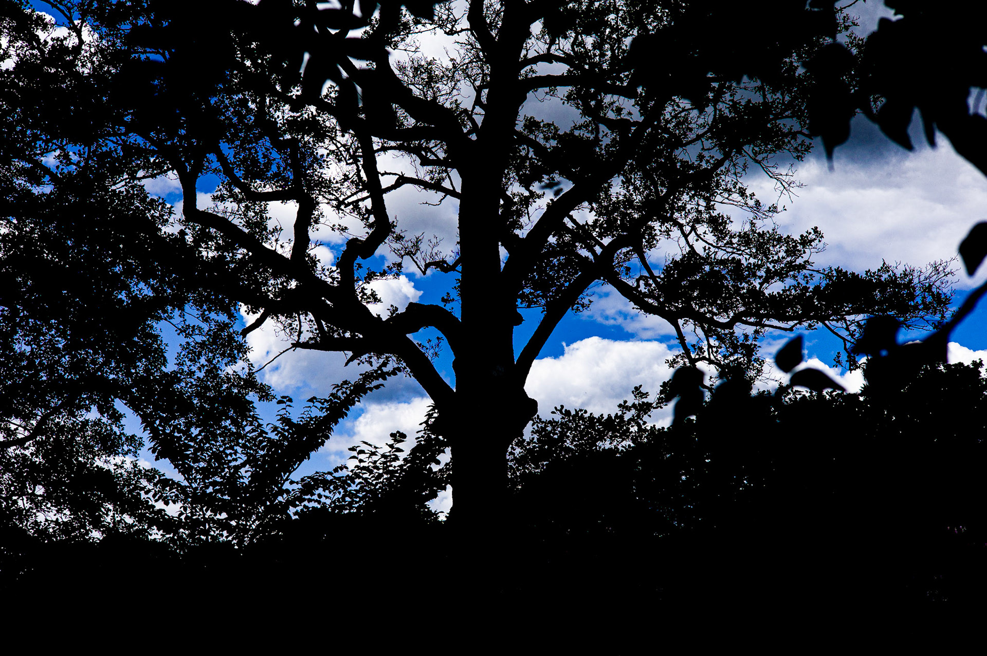 LEICA M9