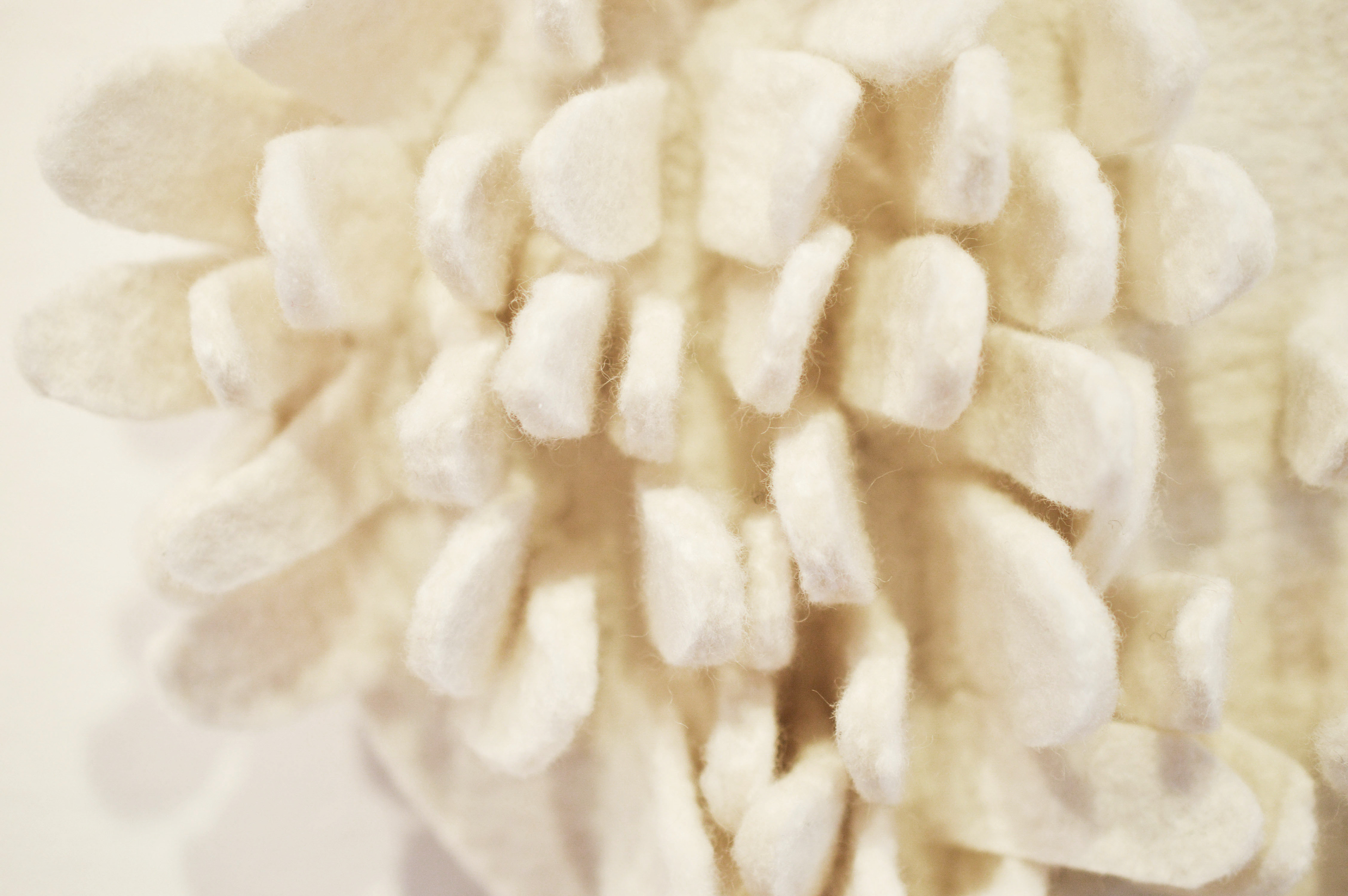 Paucae Lamellae, détail (2020)