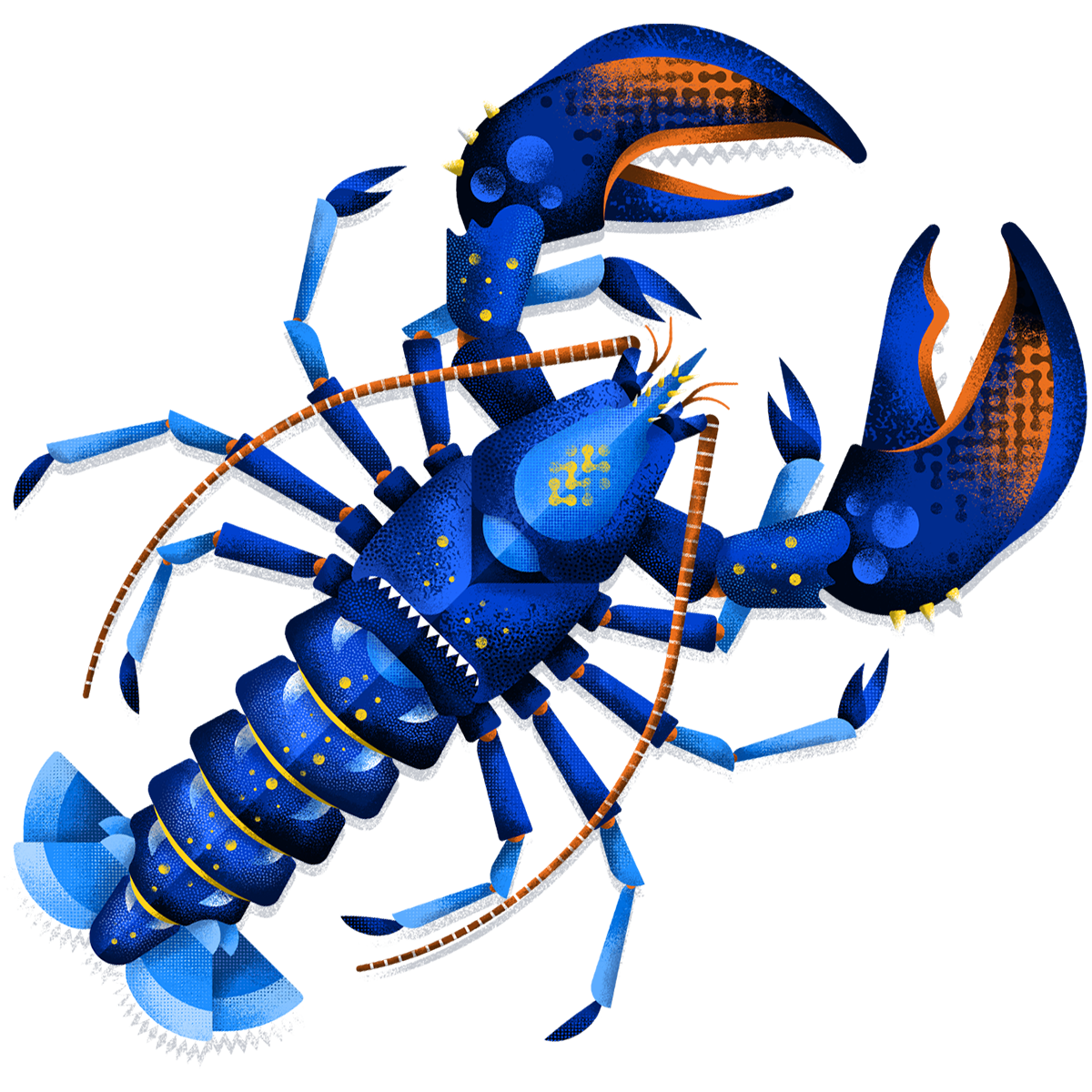 Blue lobster illustration by Adrian Bauer