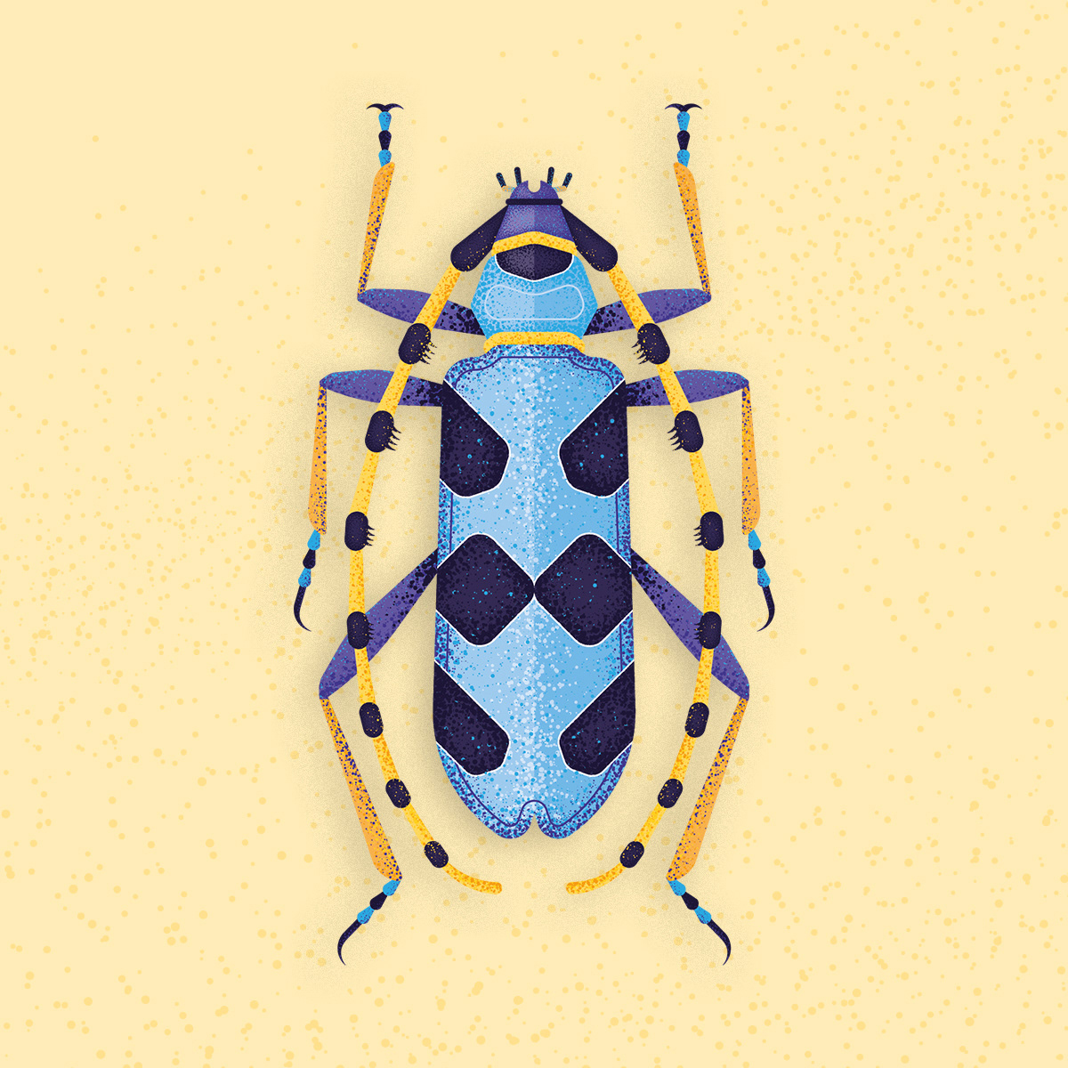 Rosalia longicorn beetle illustration by Adrian Bauer
