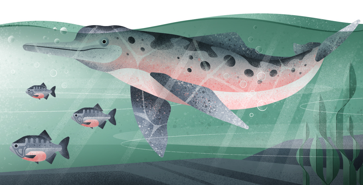 Illustration of Amazonas river dolphin and piranhas by Adrian Bauer