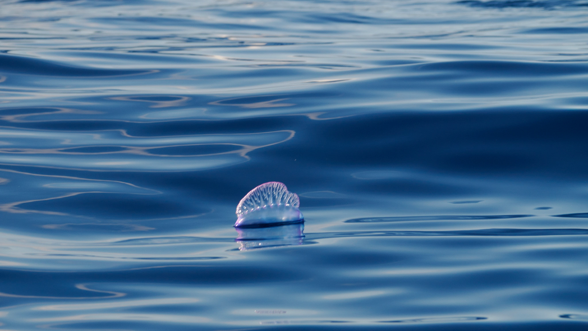 portugisische Galeere