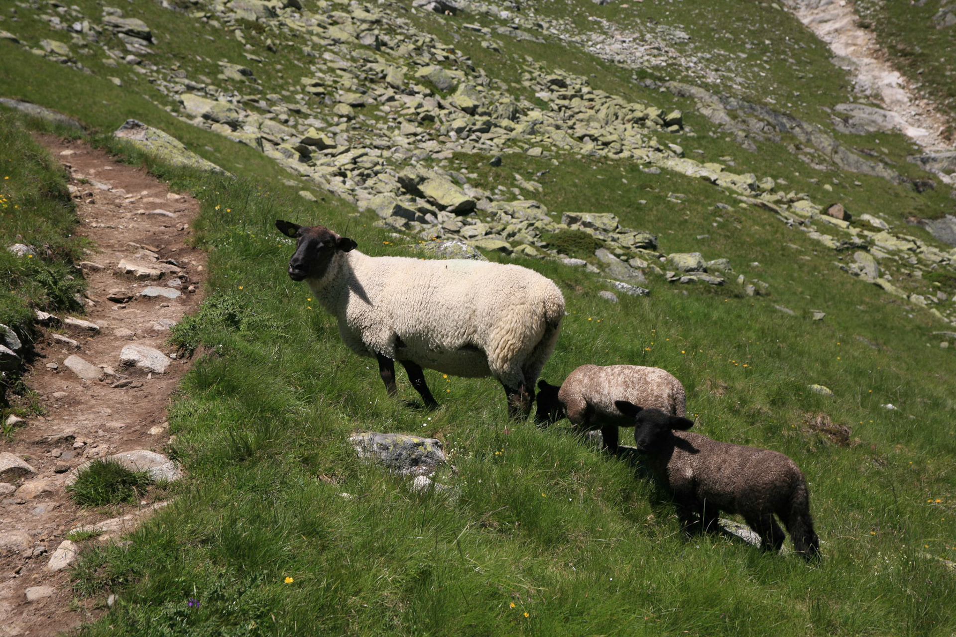 Oberaletsch