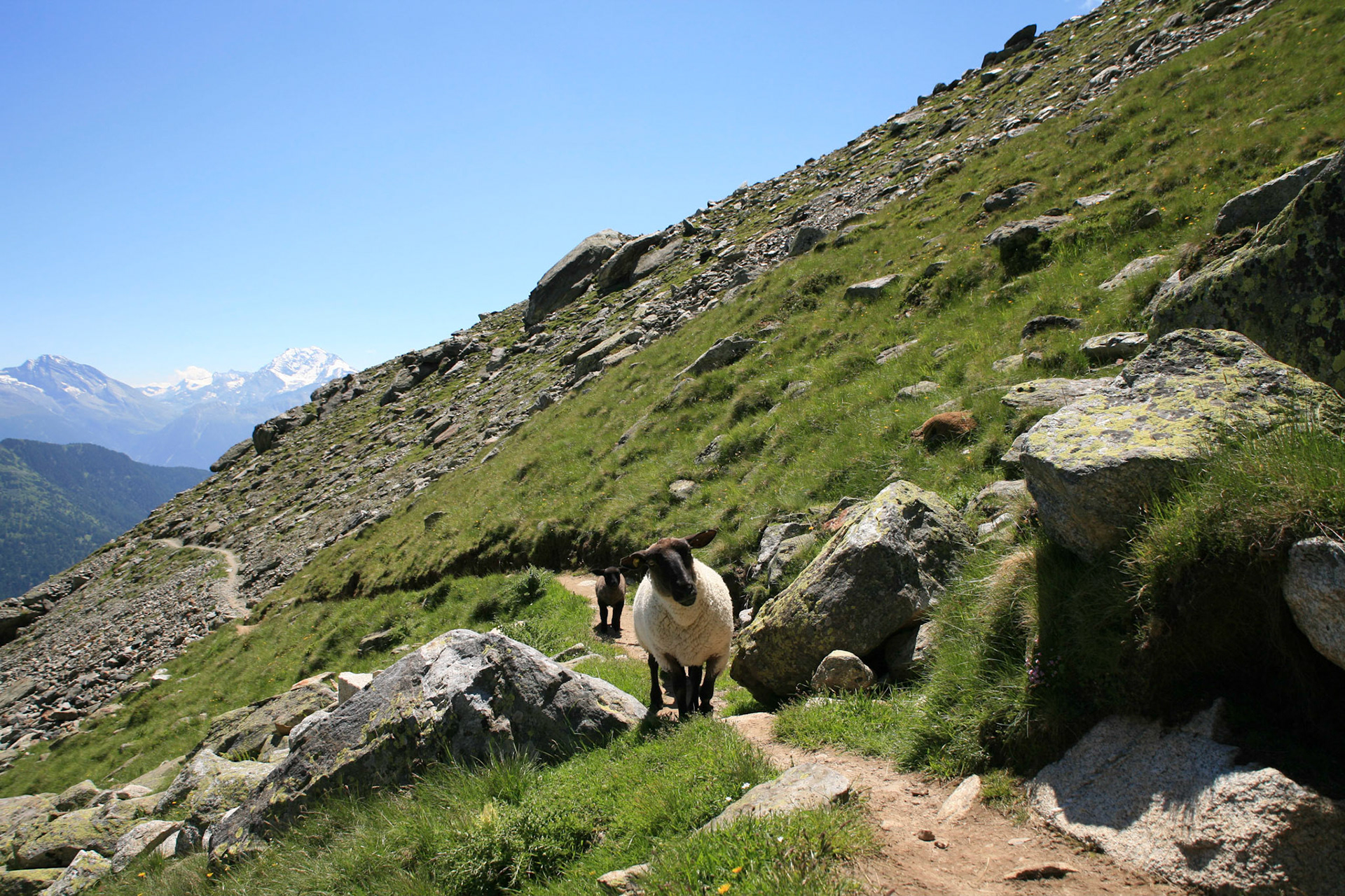 Oberaletsch