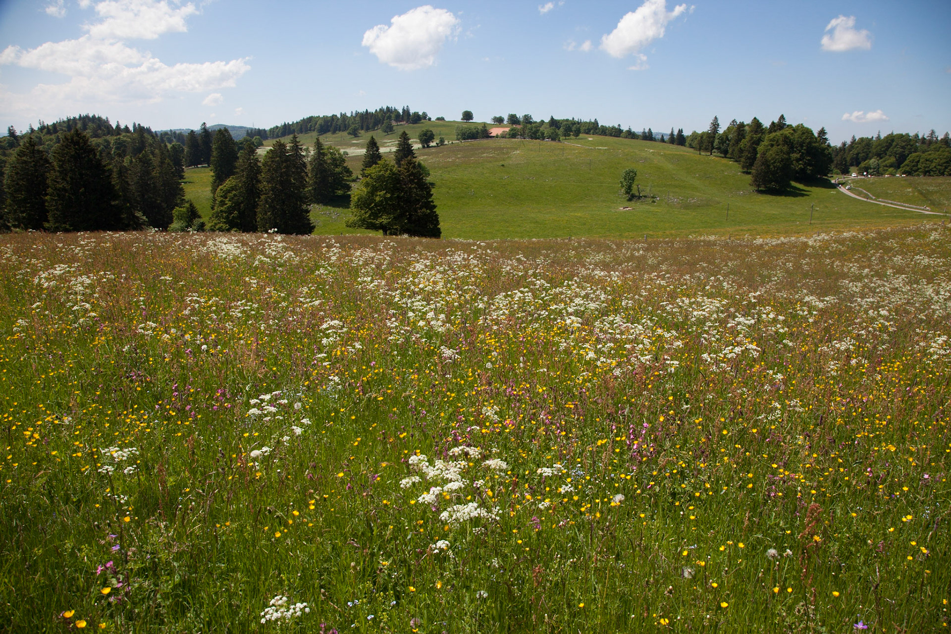 Grenchenberg