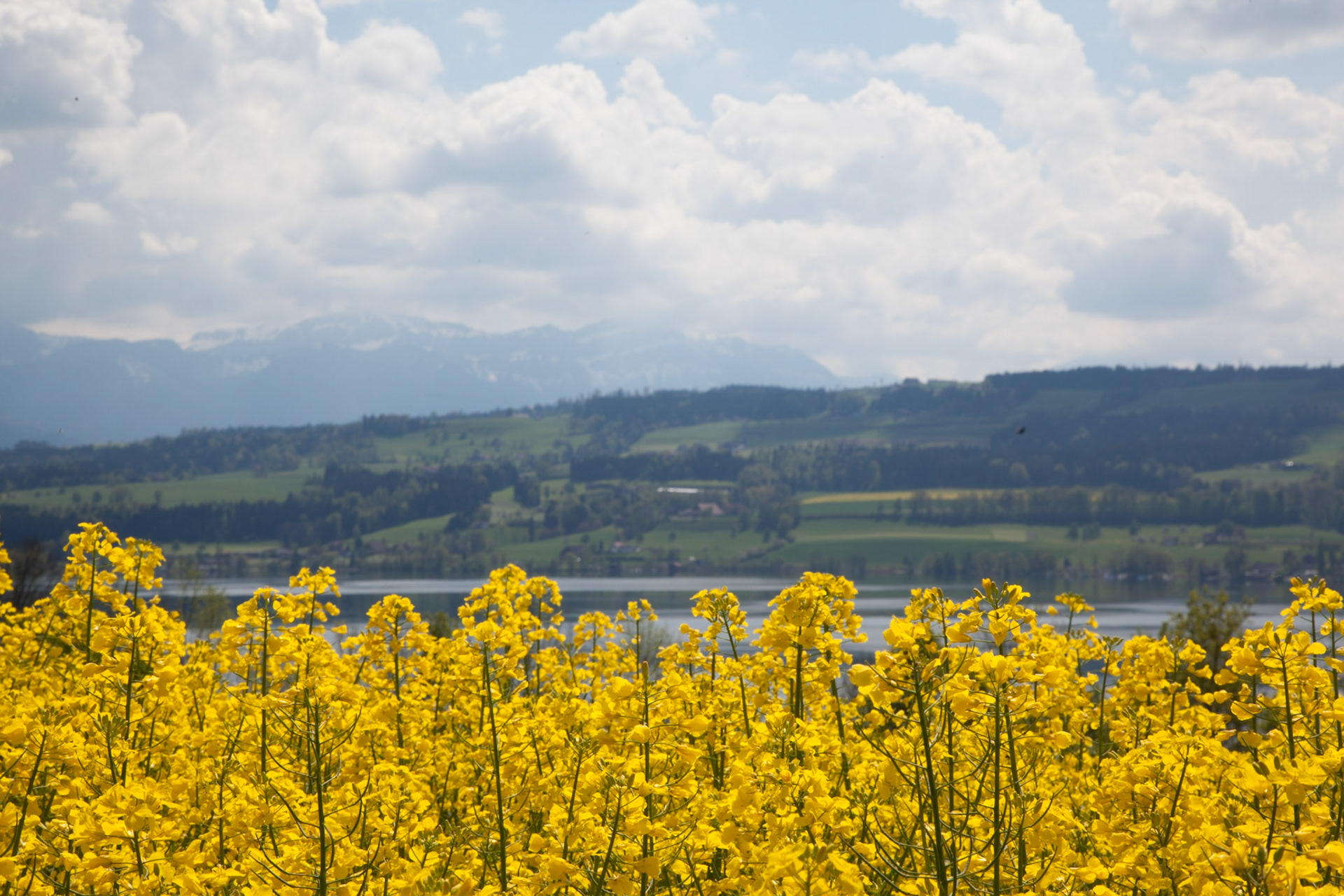 Sempach