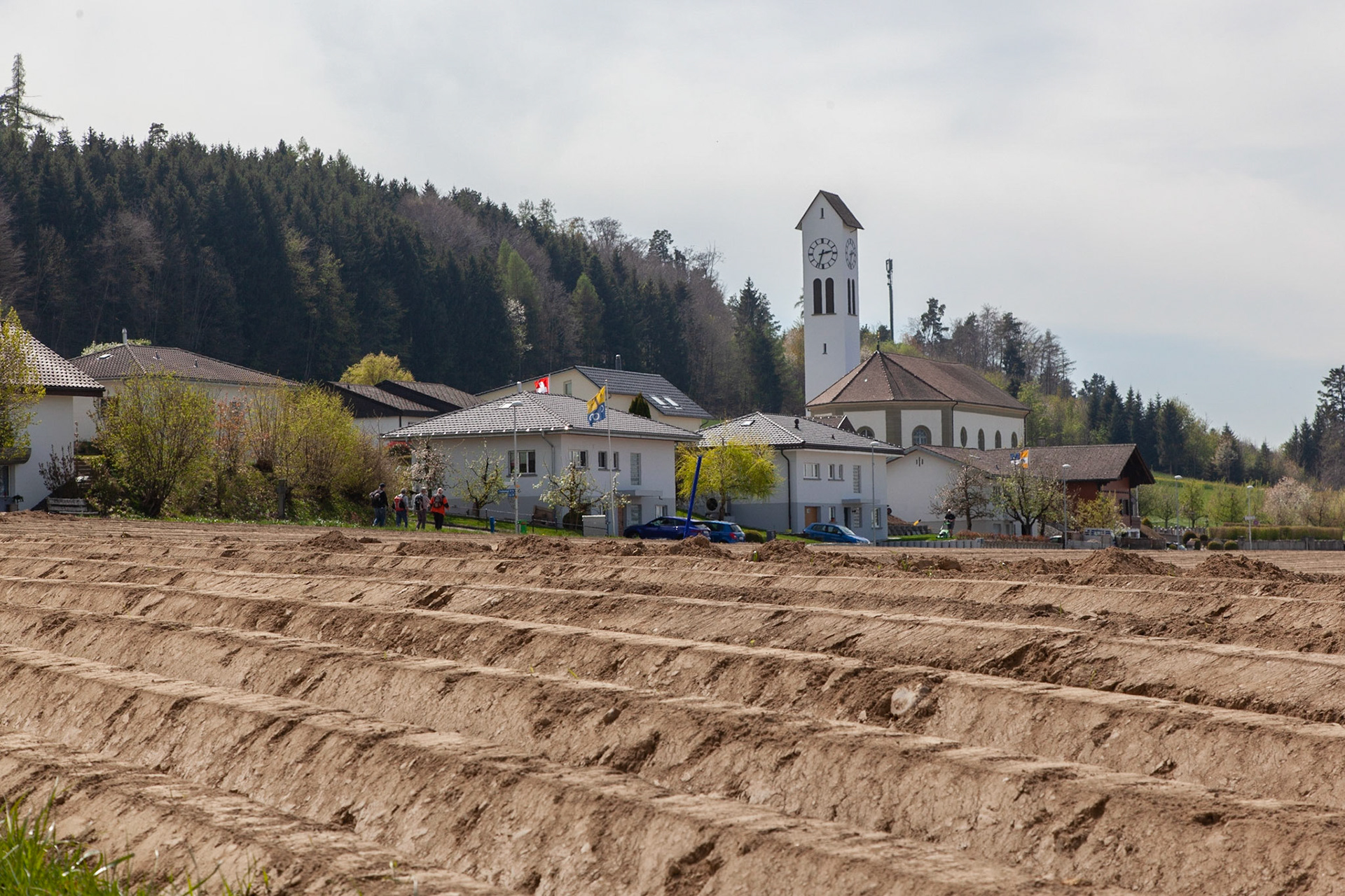 St.Antoni        Culture d'asperges