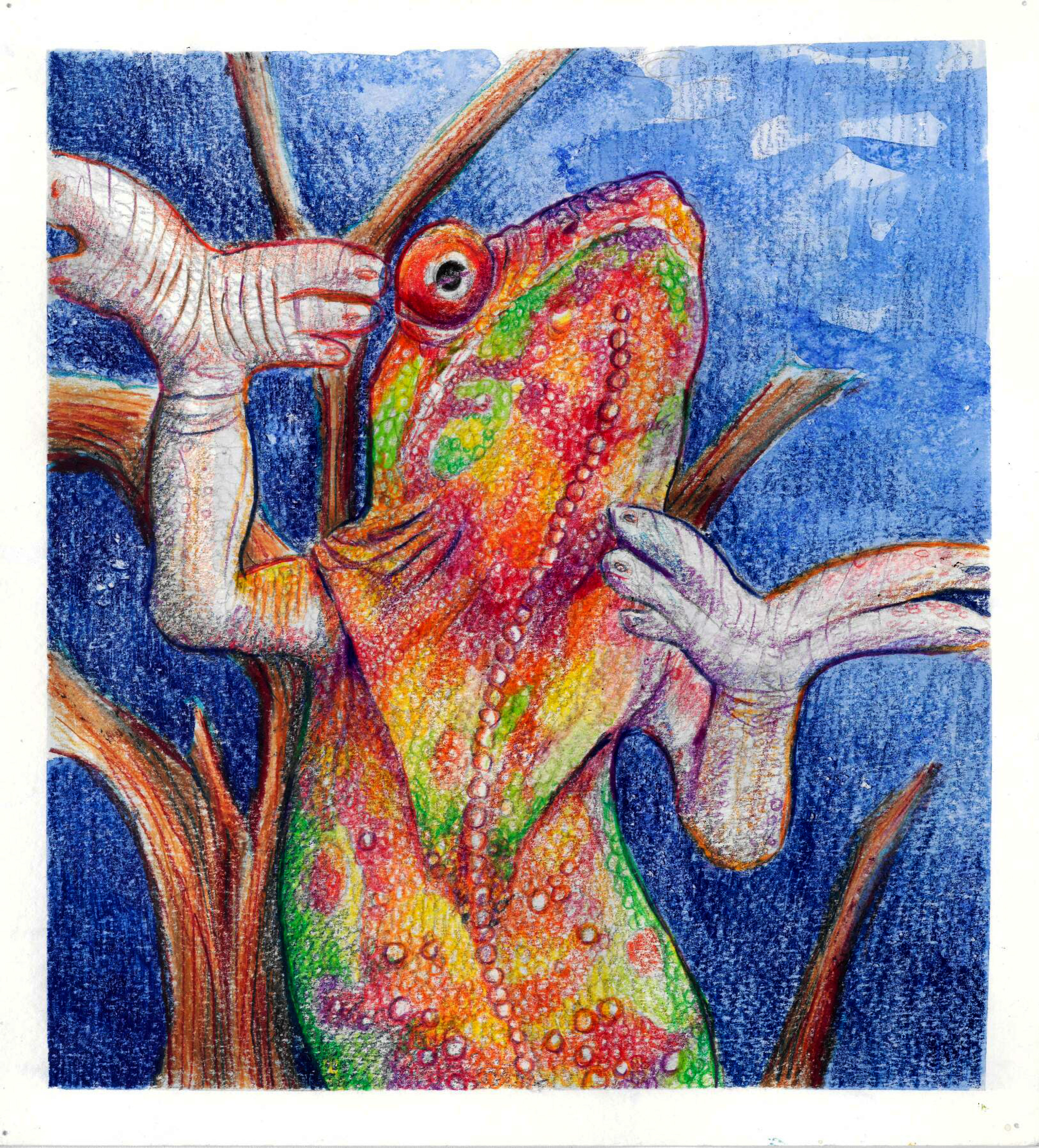 Colored pencil chameleon