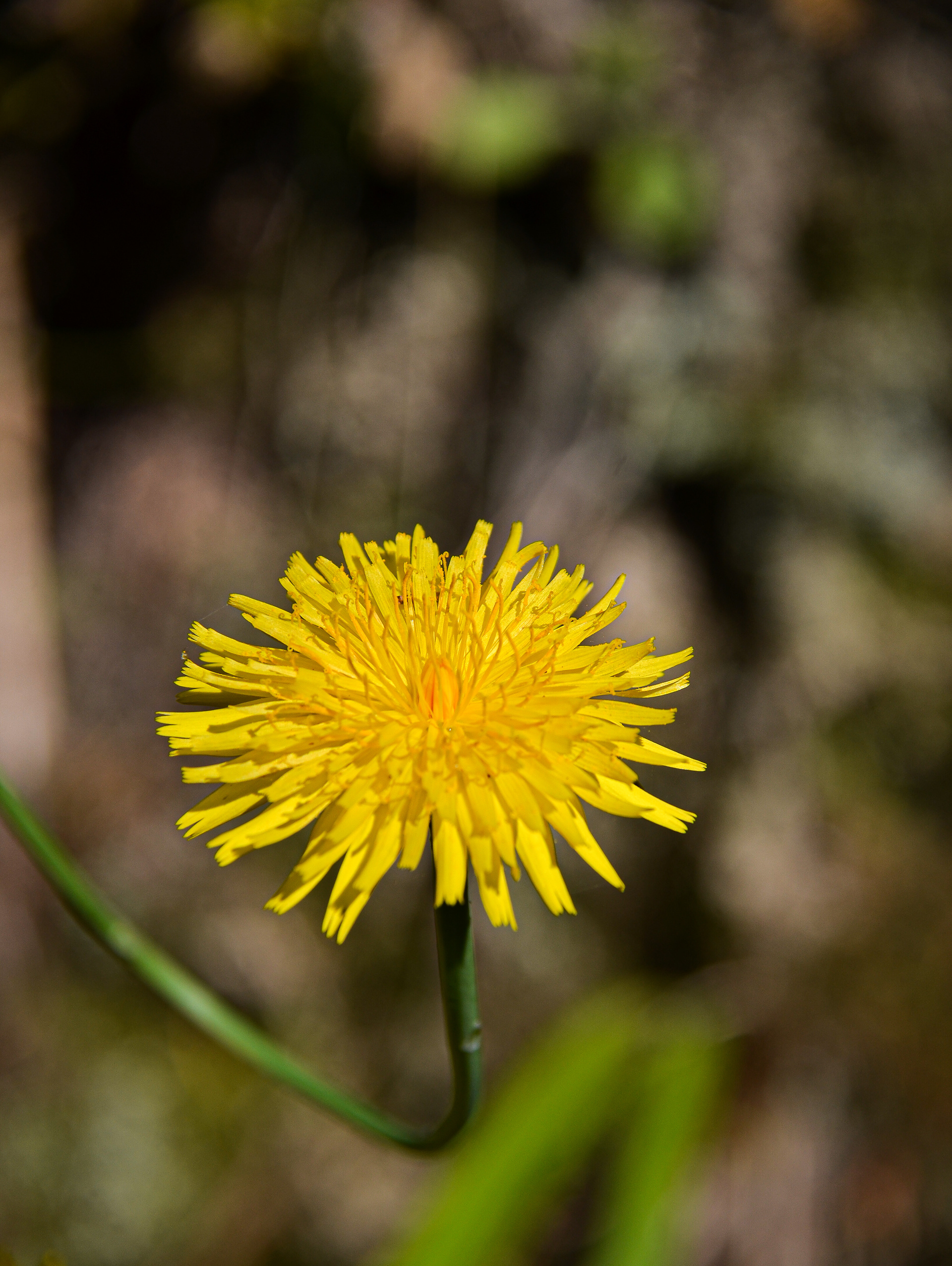 Dandelion