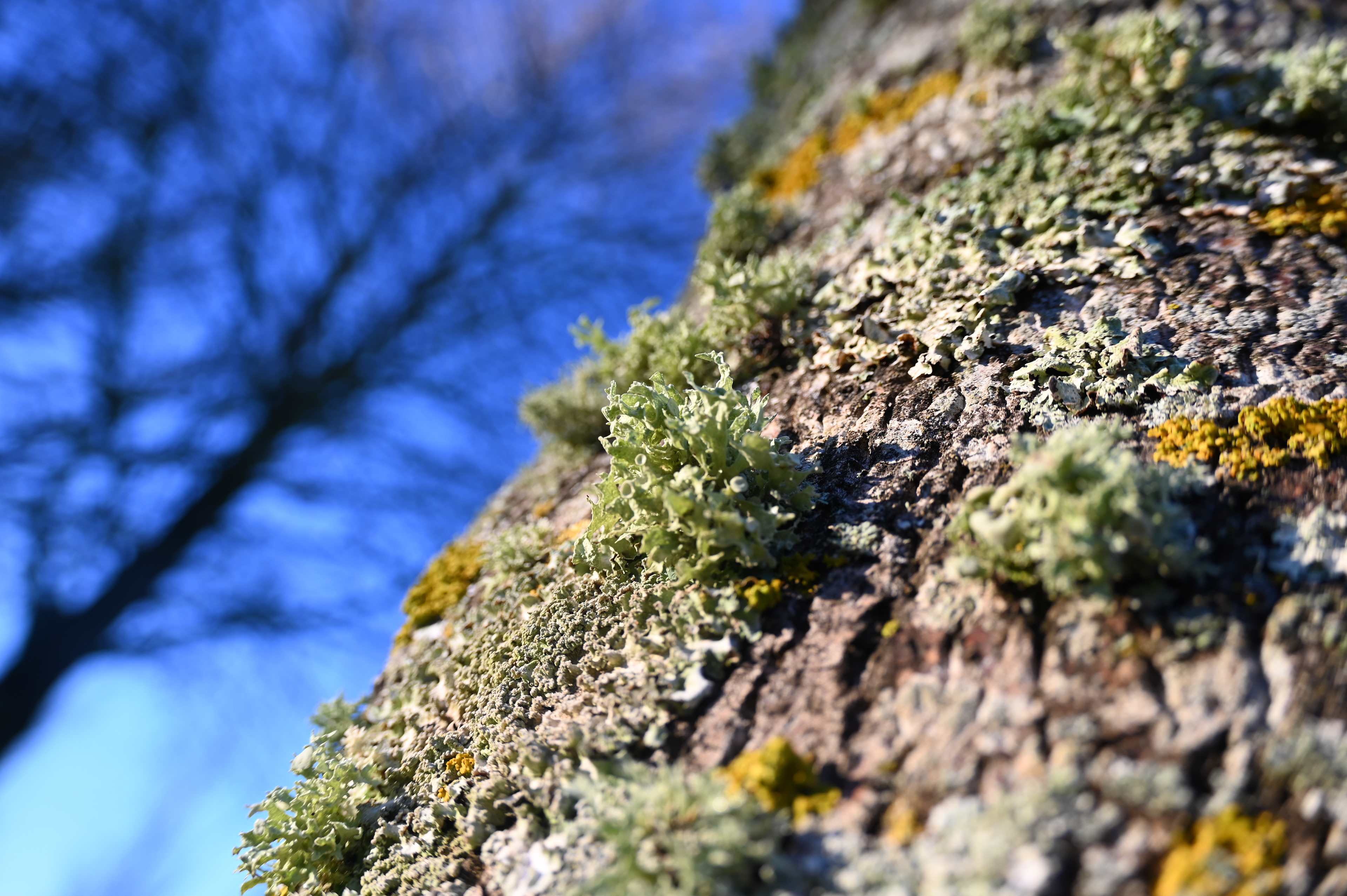 Lichen