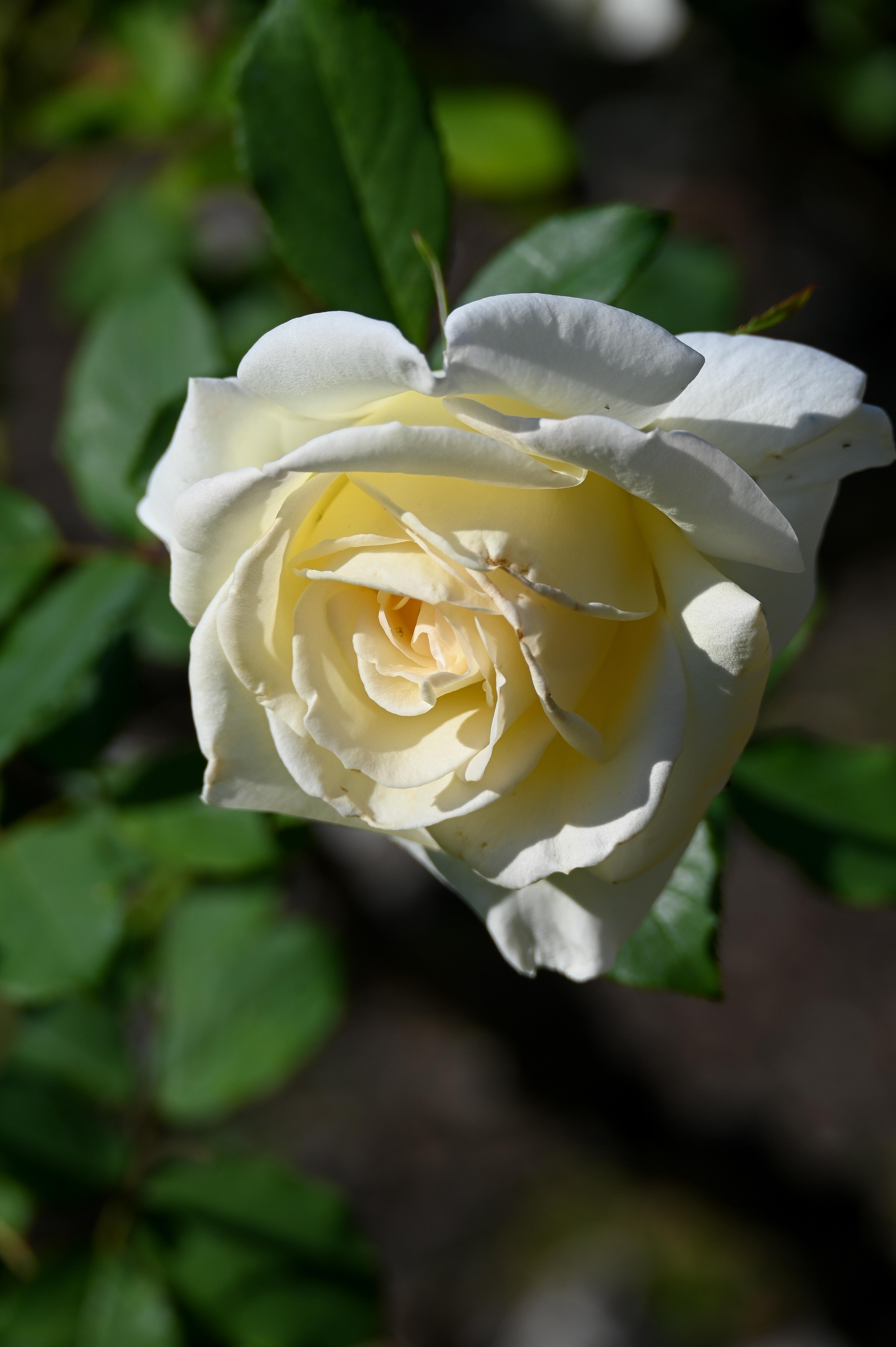 White Rose