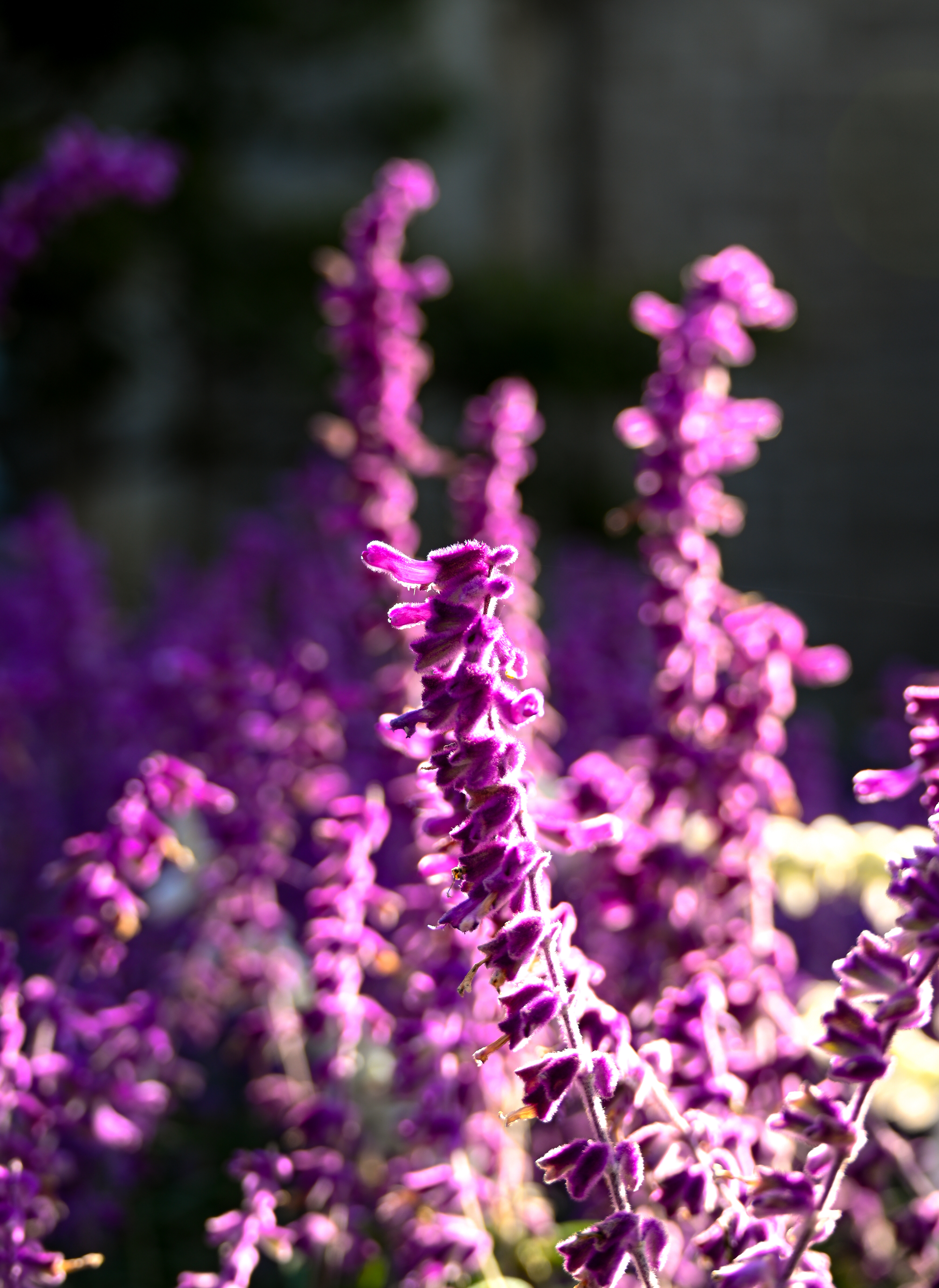 Purple Salvia