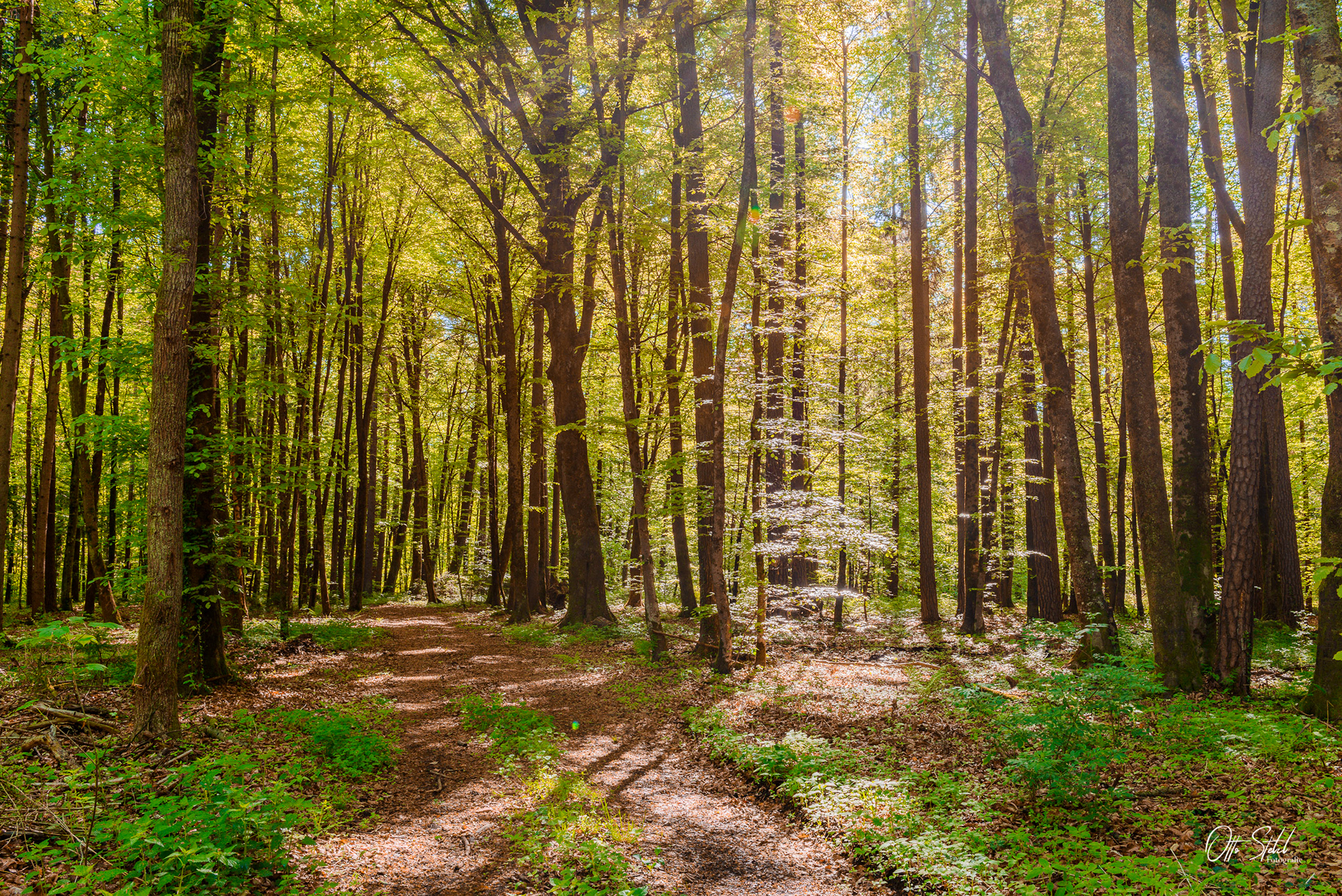 Wieden - Wald