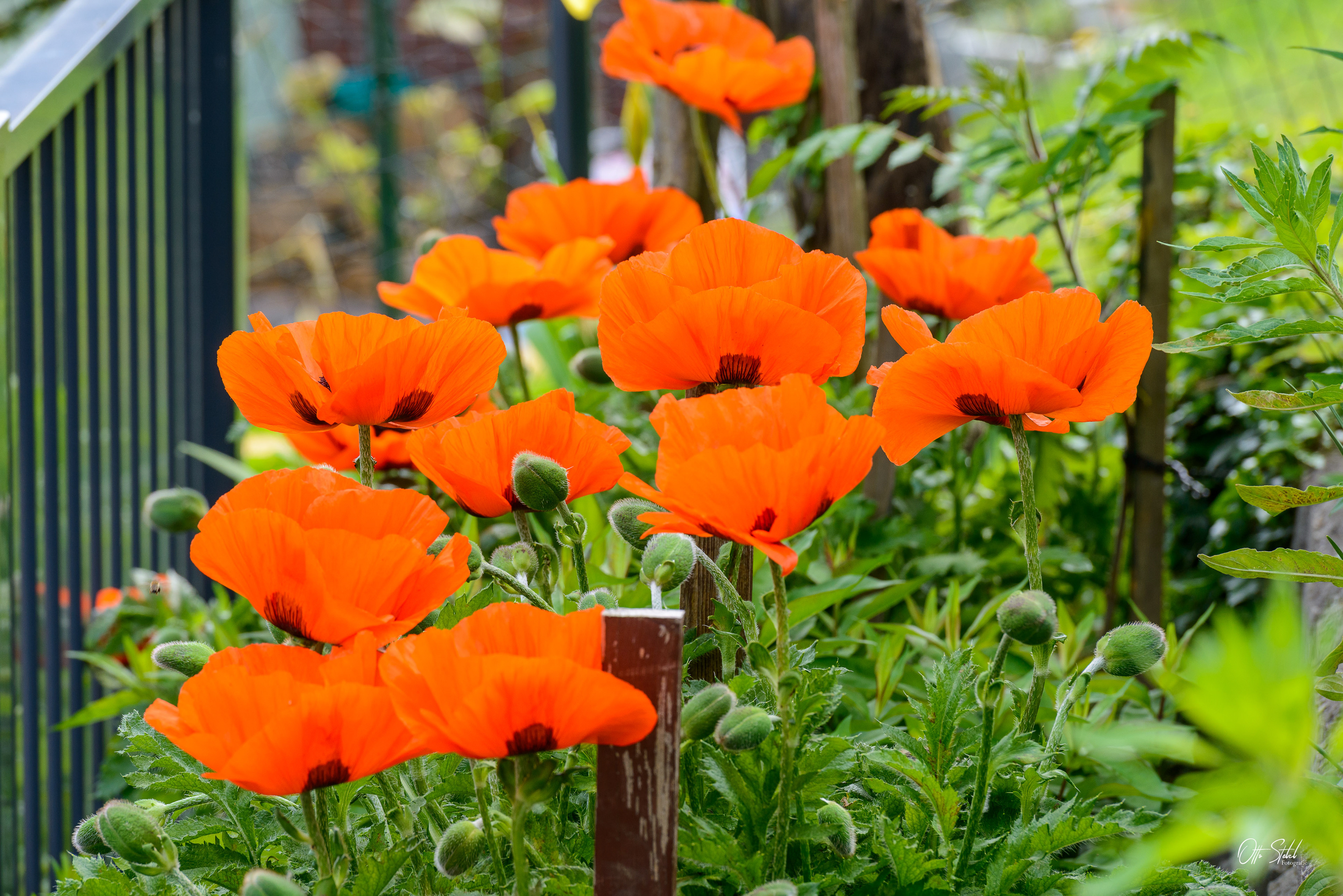 Mohnblume