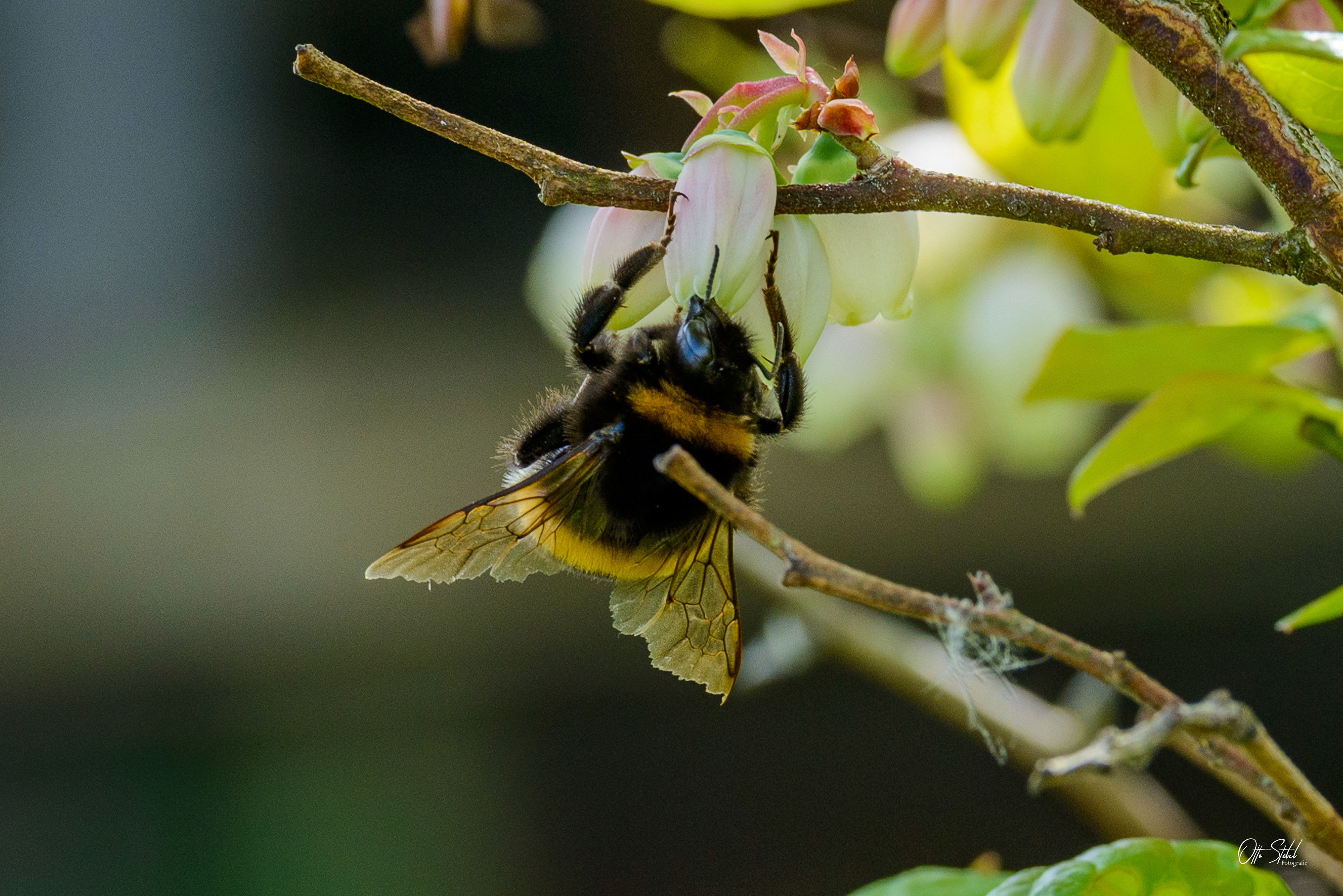 Hummel