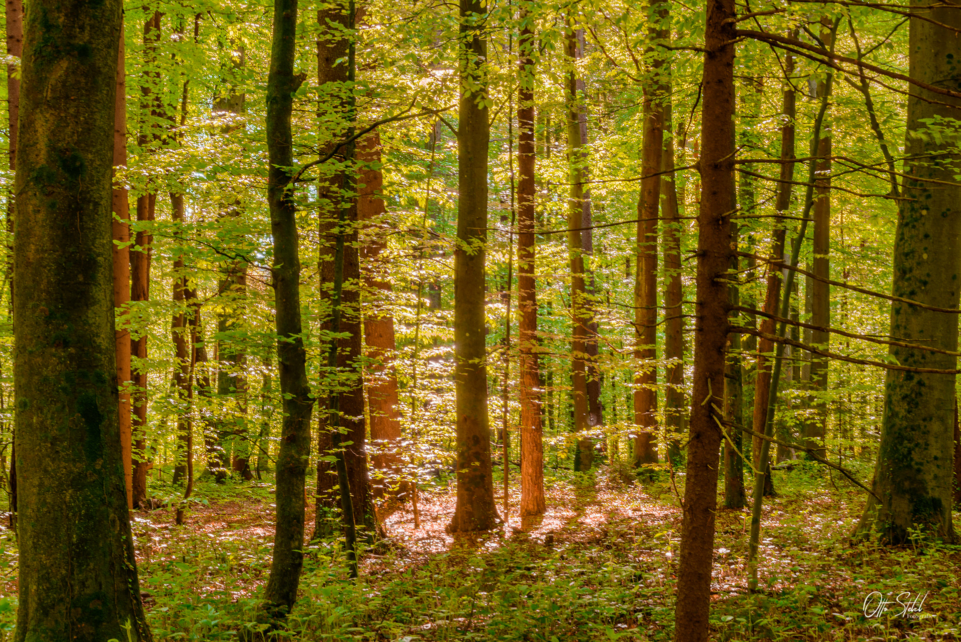 Kerschbaumerwald