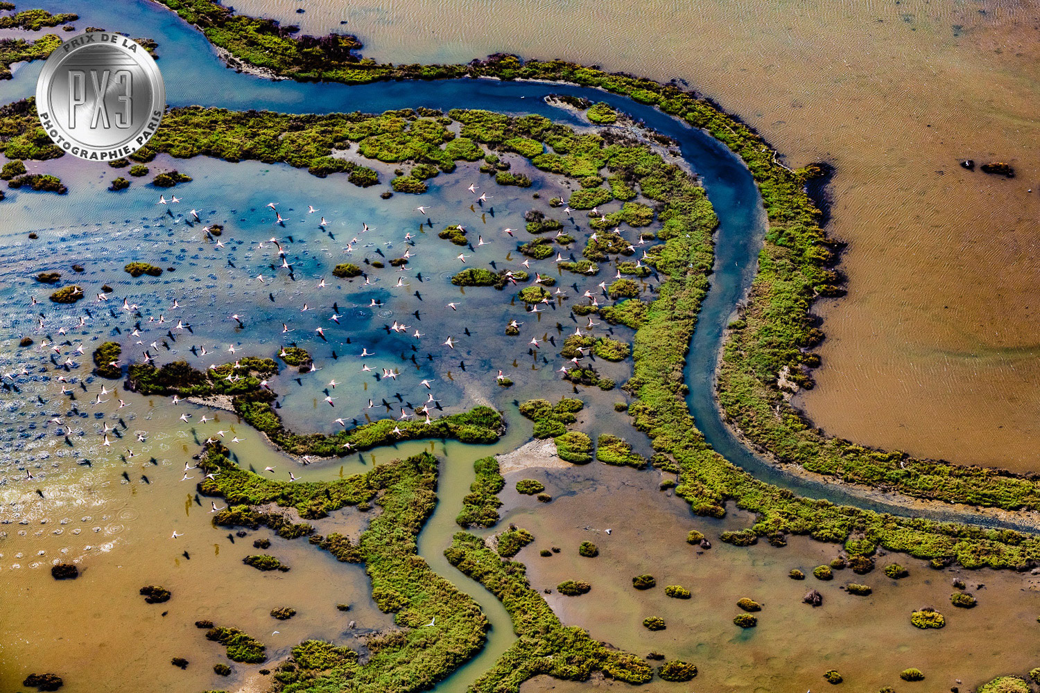 "Migration" from "Untamed" solo exhibition in Gallery Işık