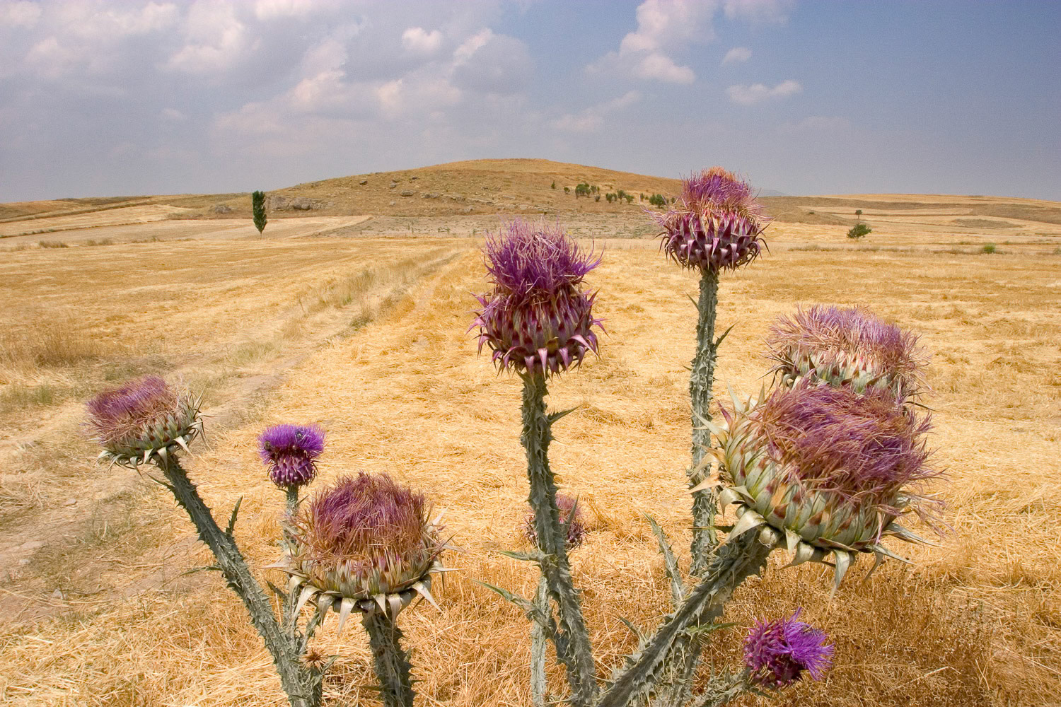 "Sutlac 1" from "Mound-Silent Villages" solo exhibition at PG Art Gallery